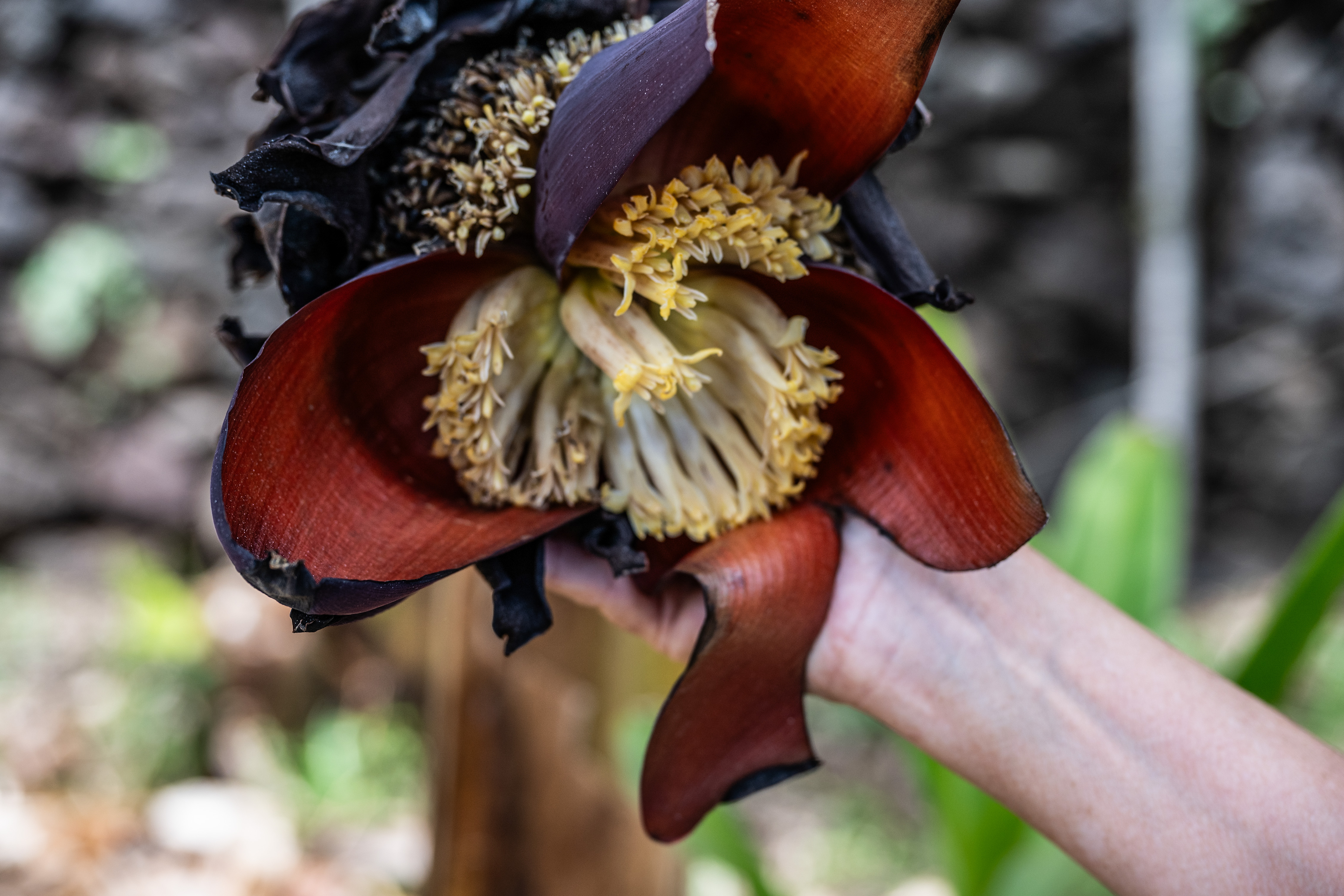 a close-up of a banana flower