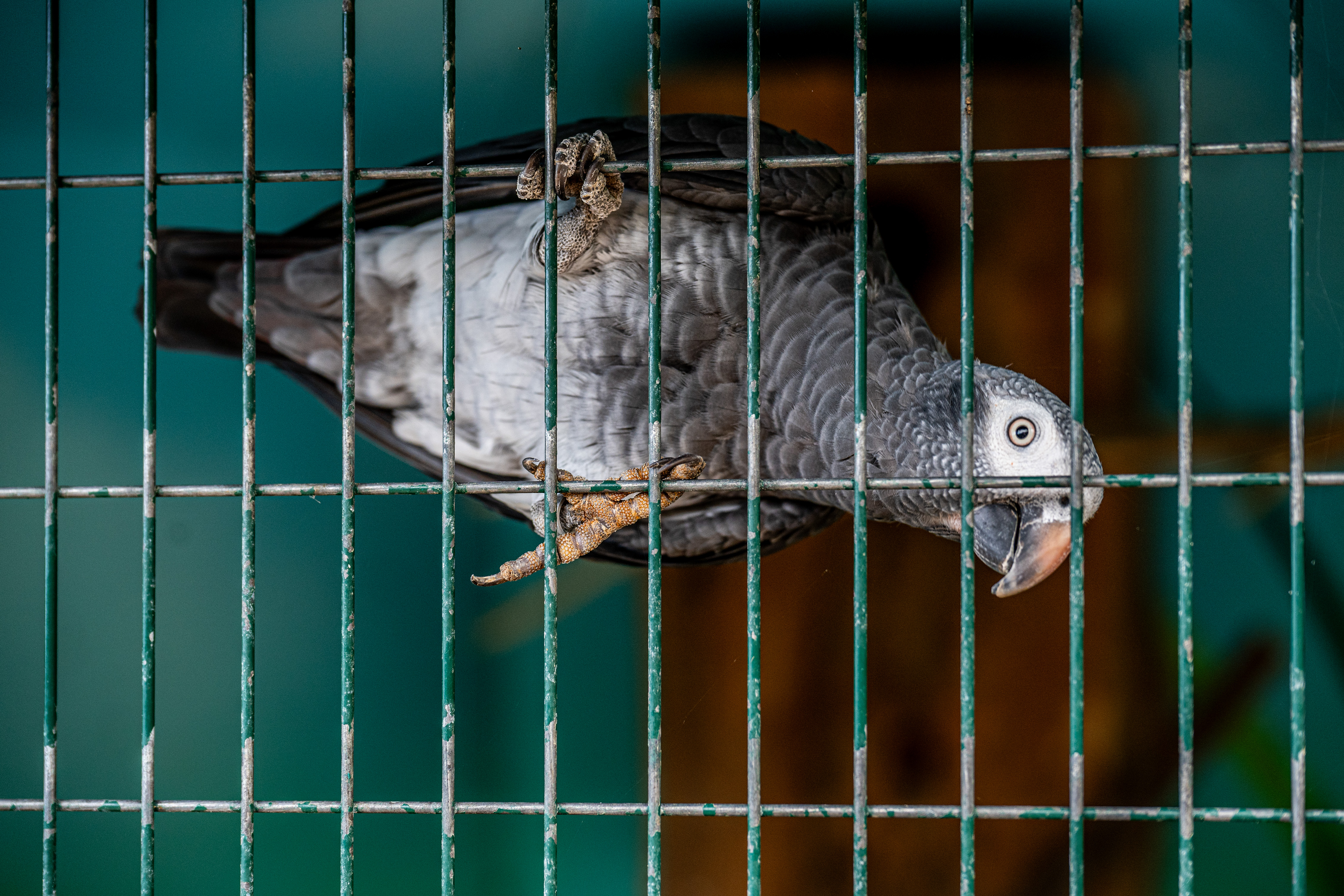 African Gray Parrot