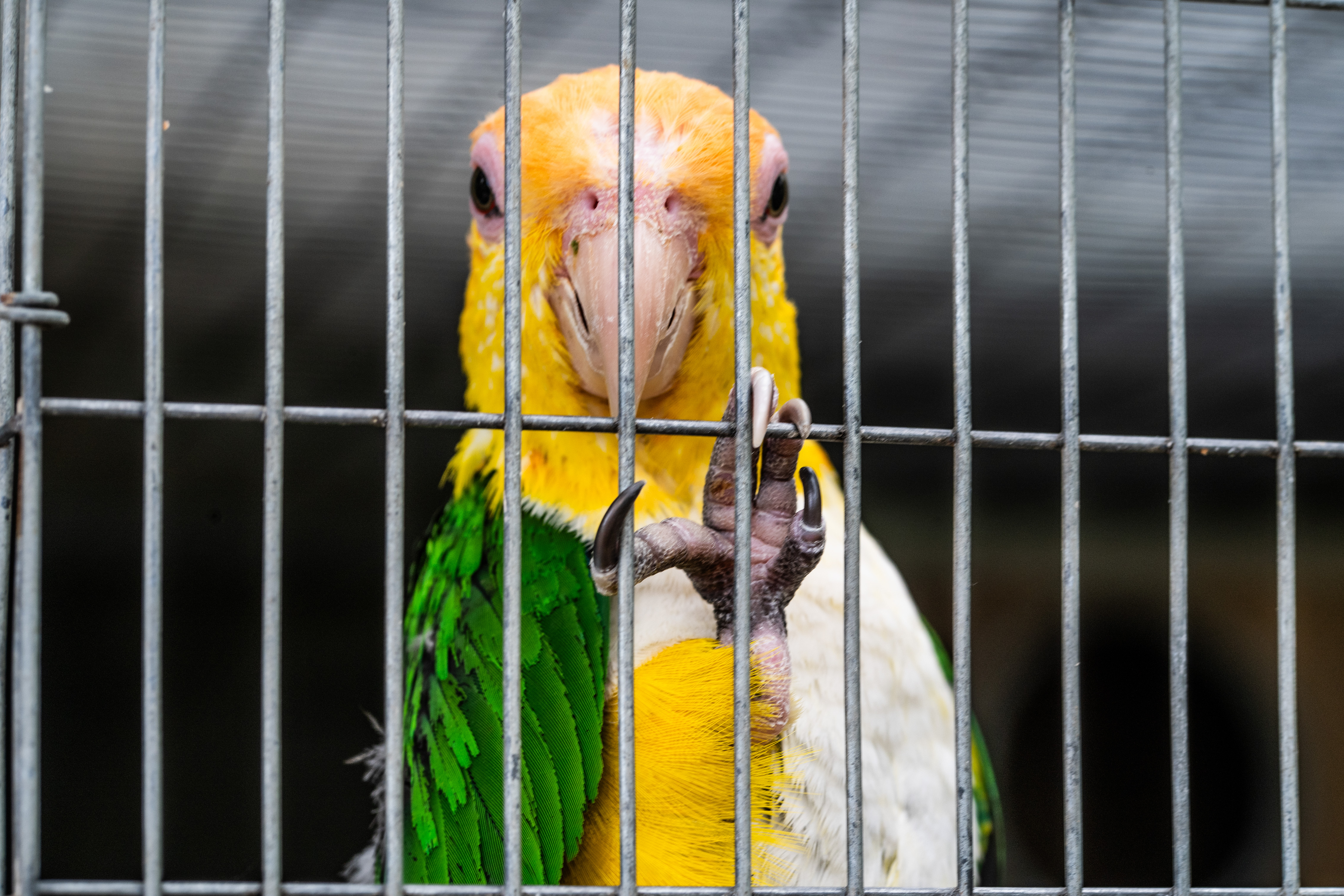 yellow and green parrot