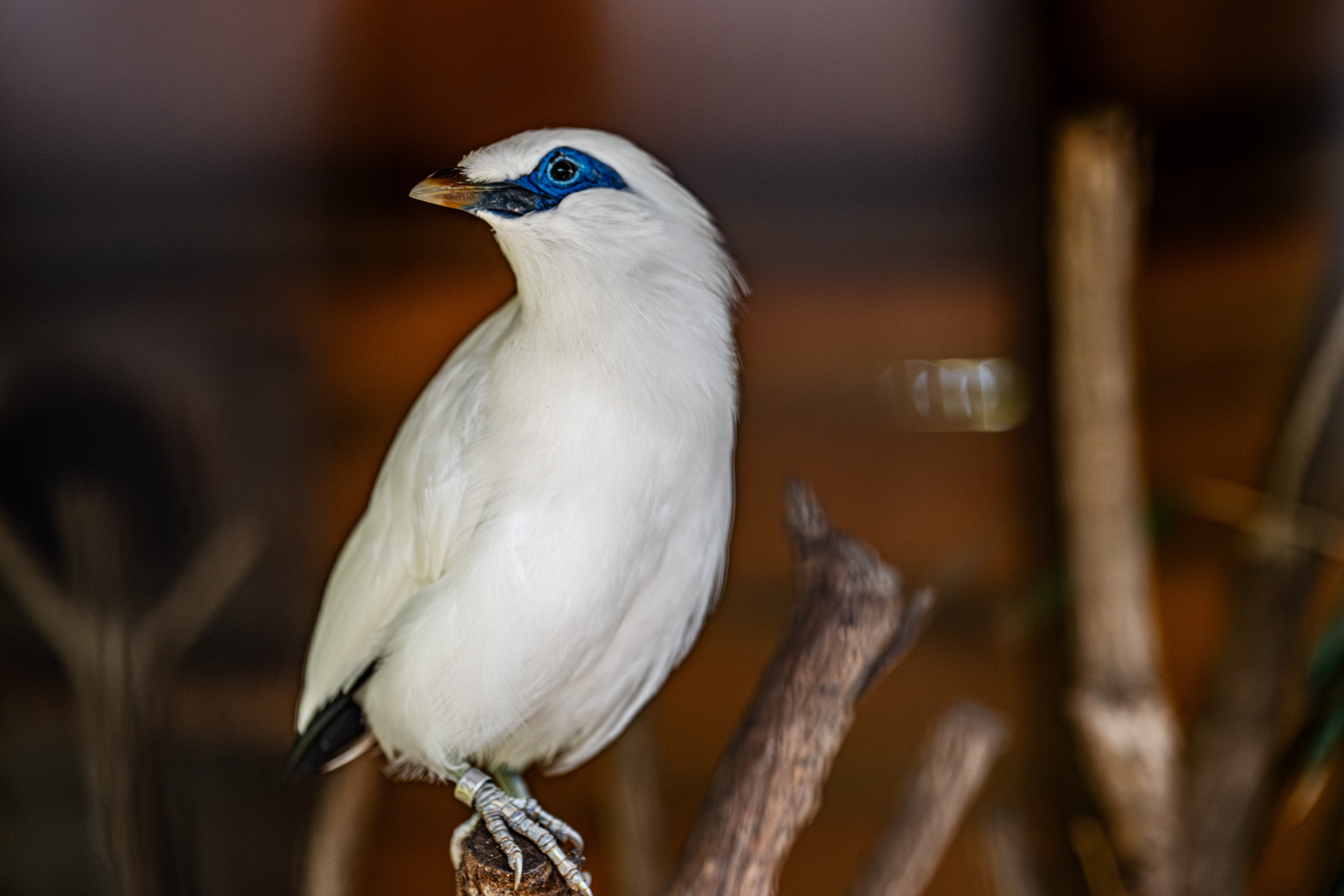 Bali Mynah