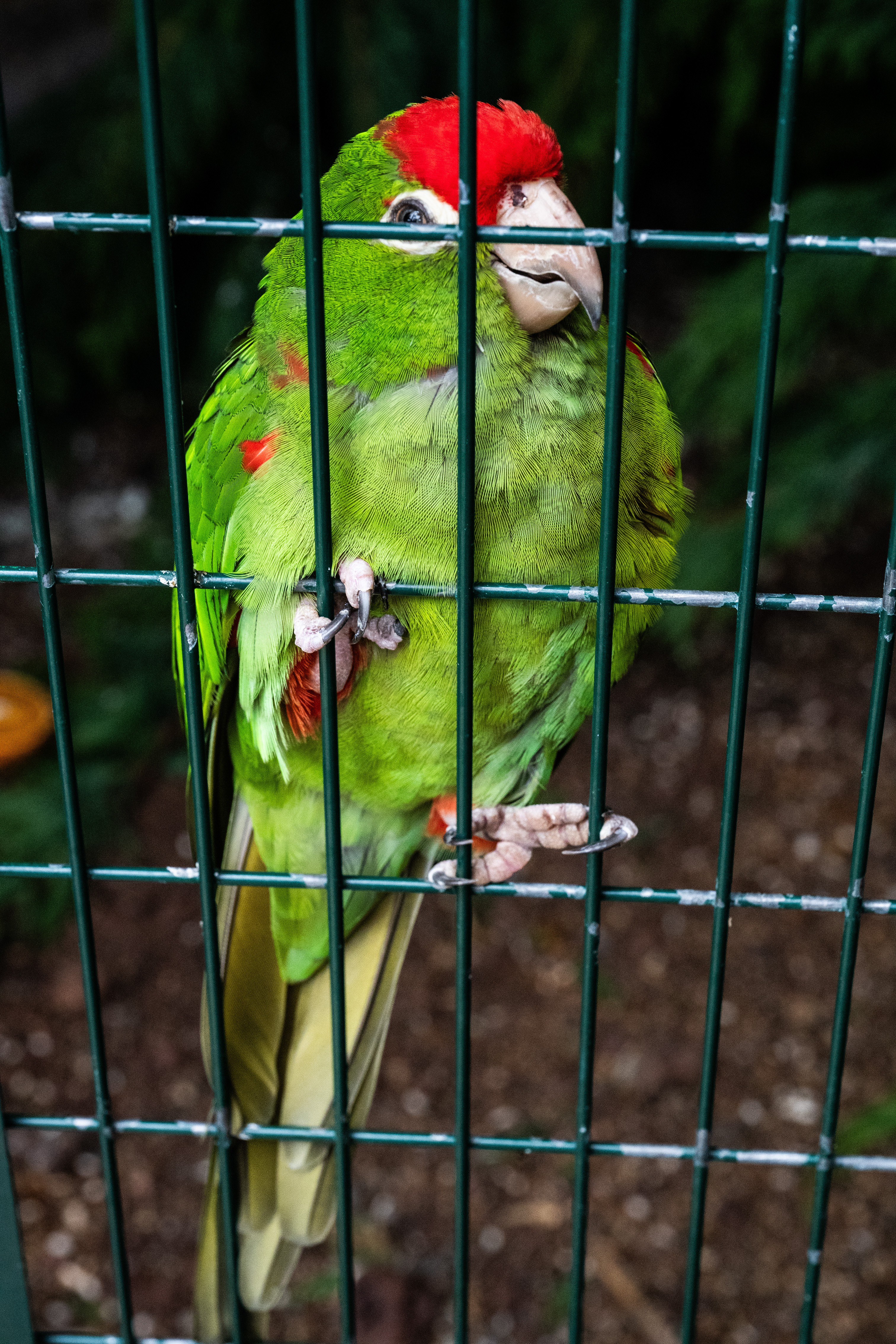 Cordilleran parakeet