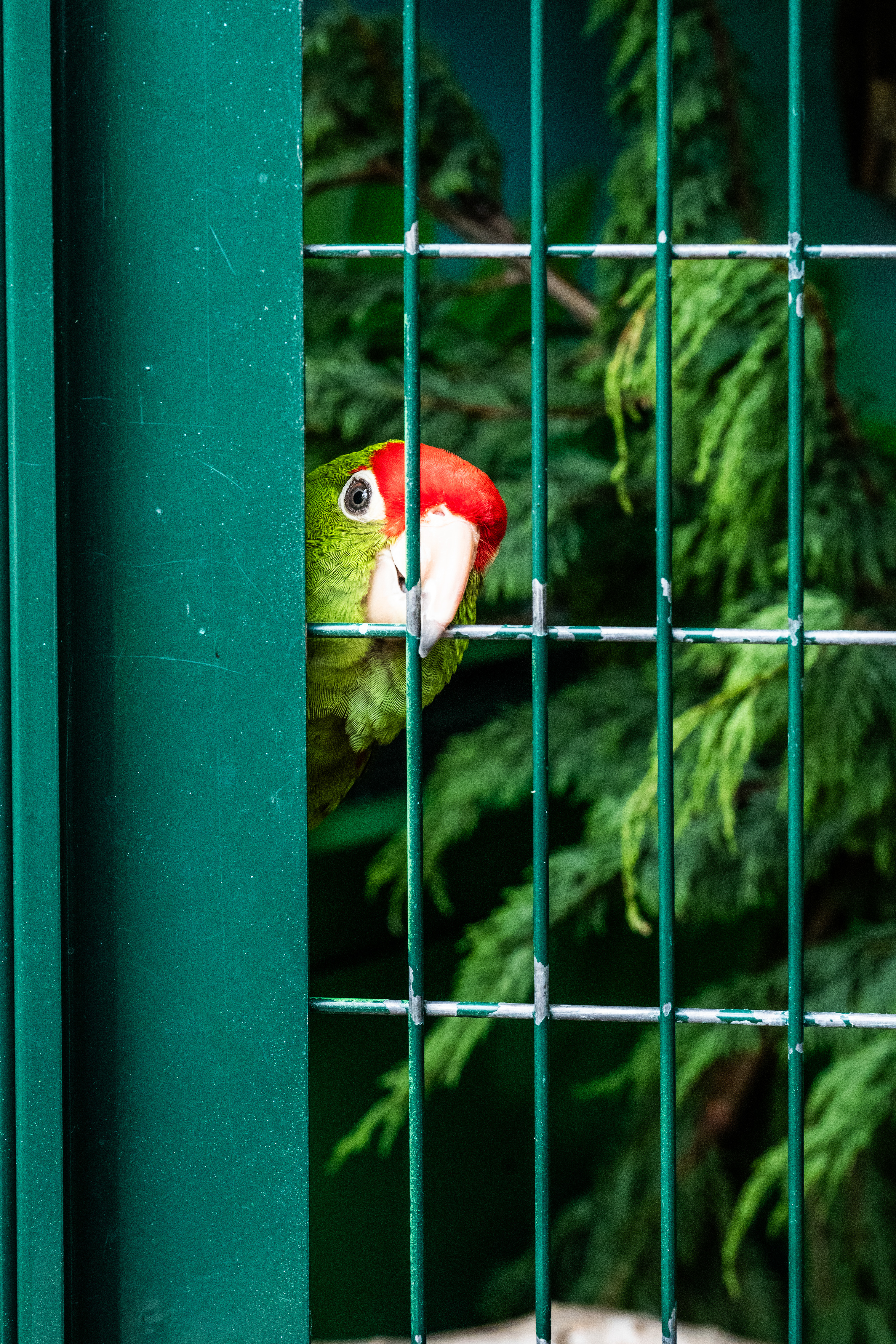 Cordilleran parakeet