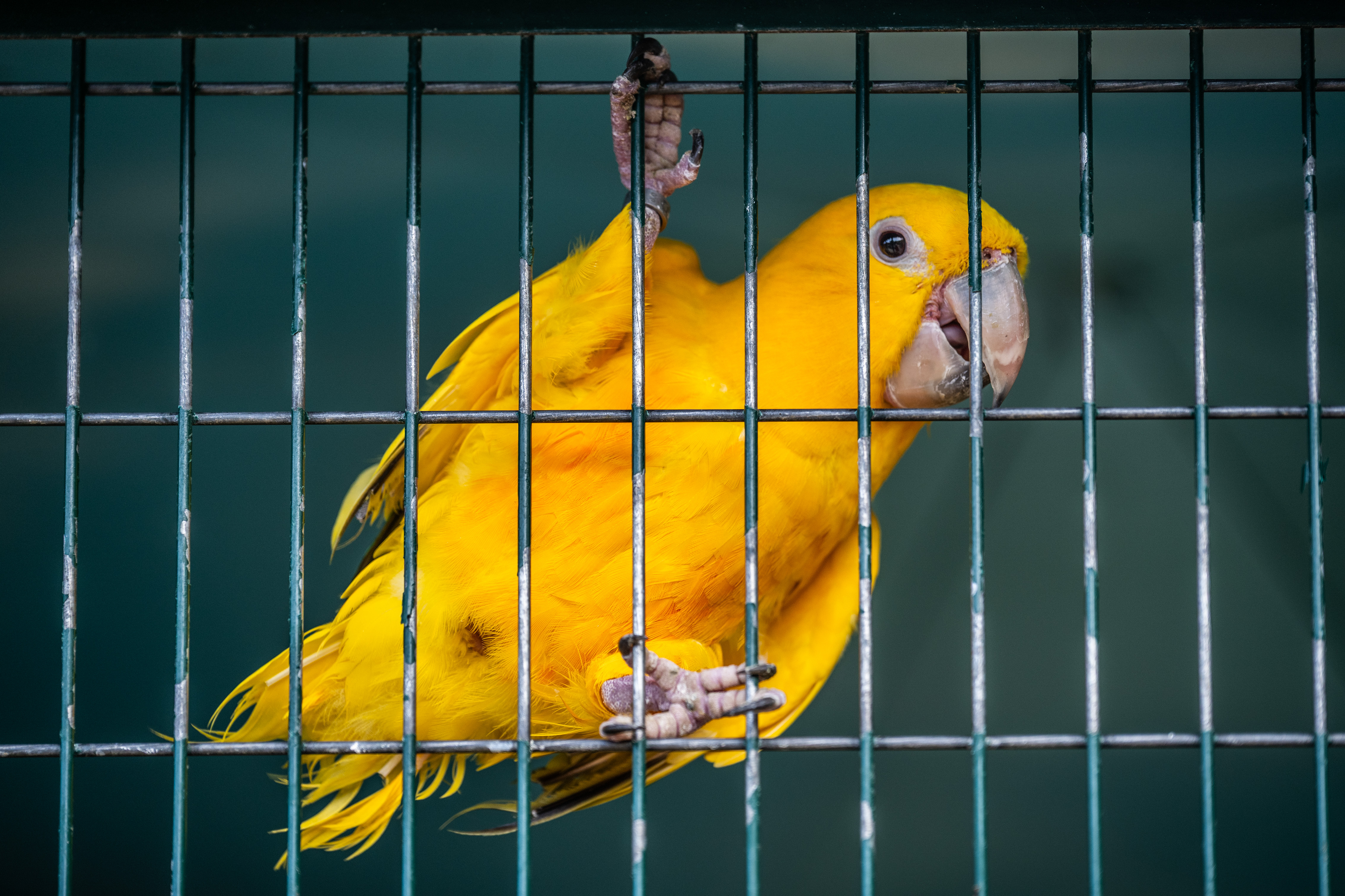 Golden Parakeet