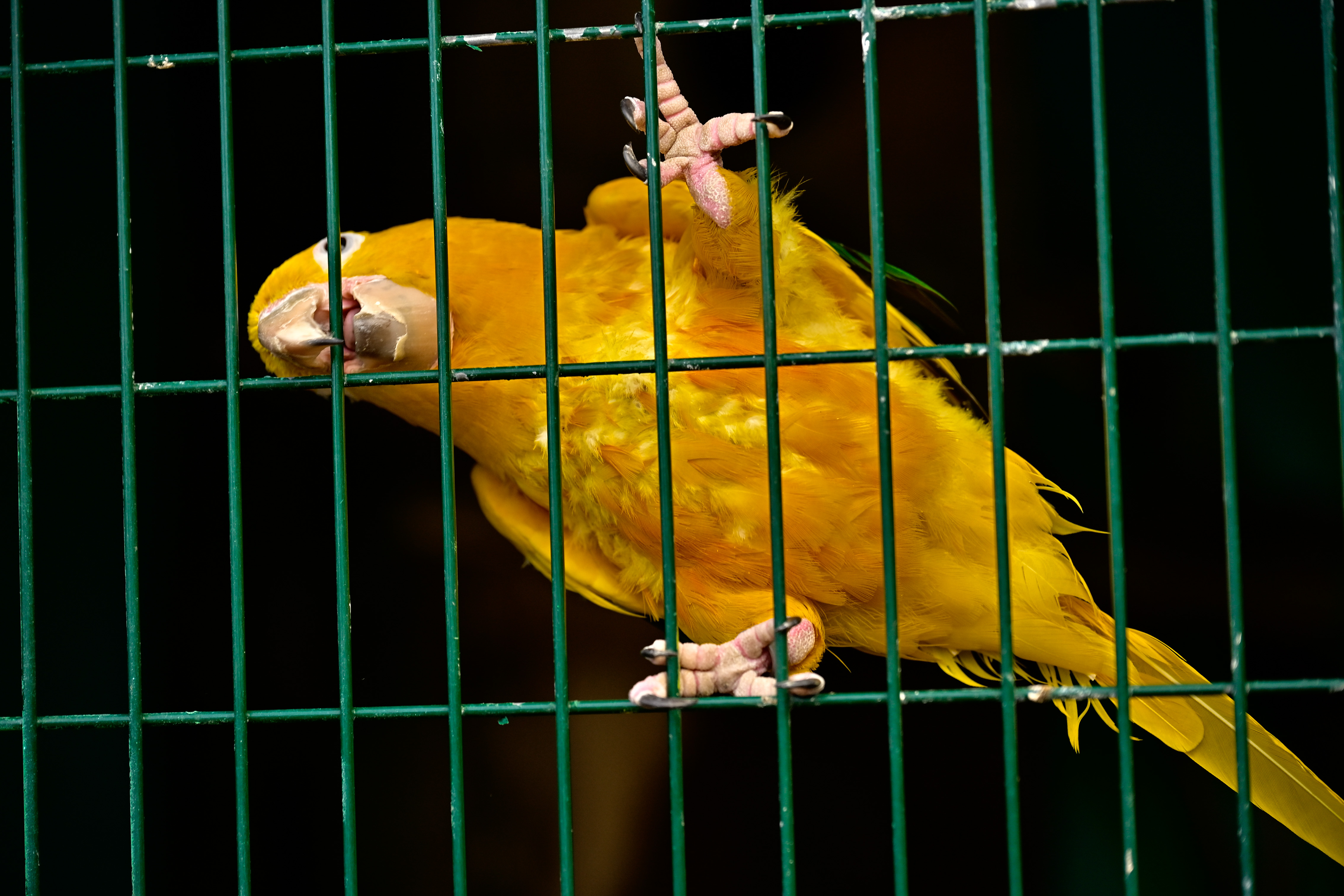 Golden Parakeet