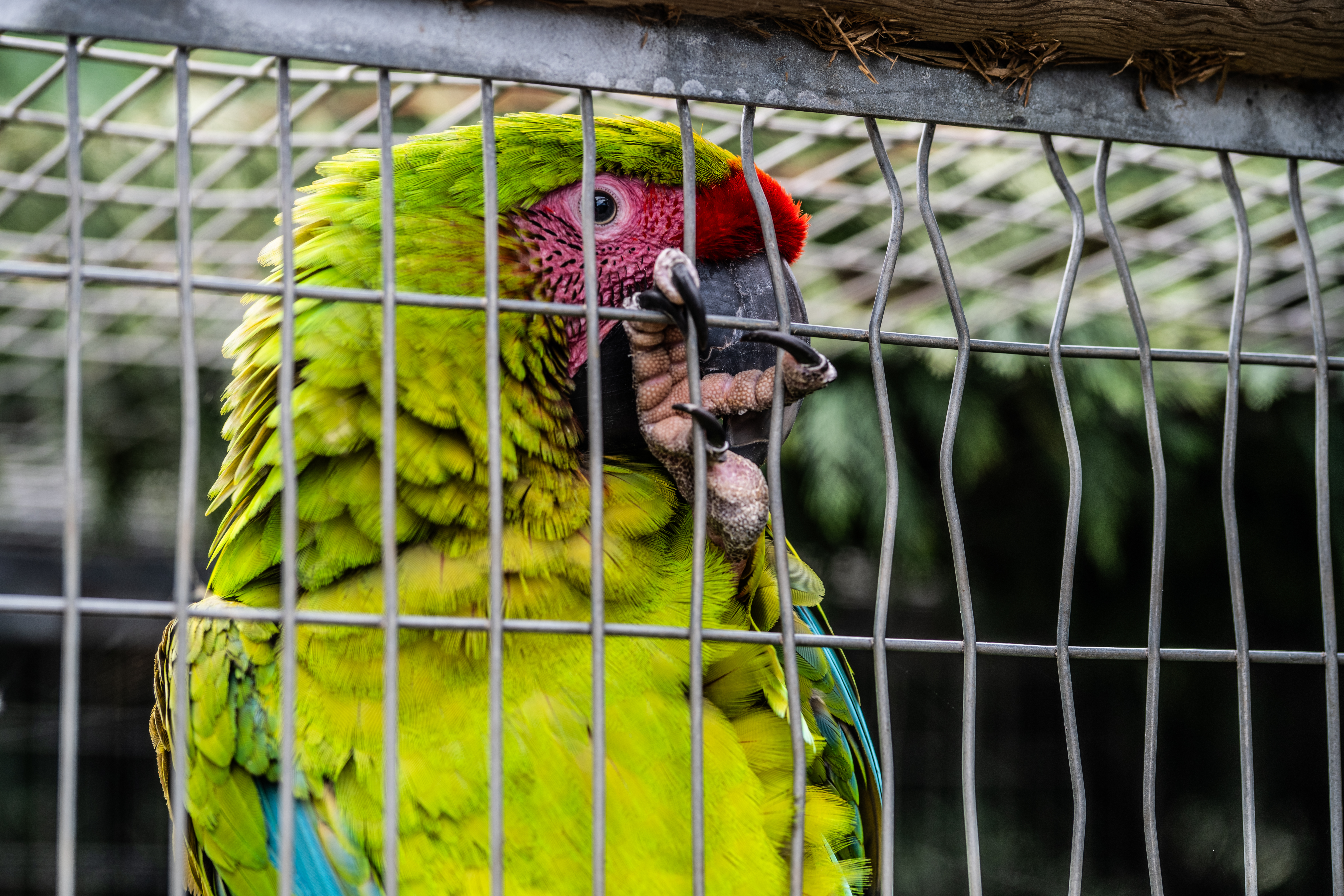 Green Macaw