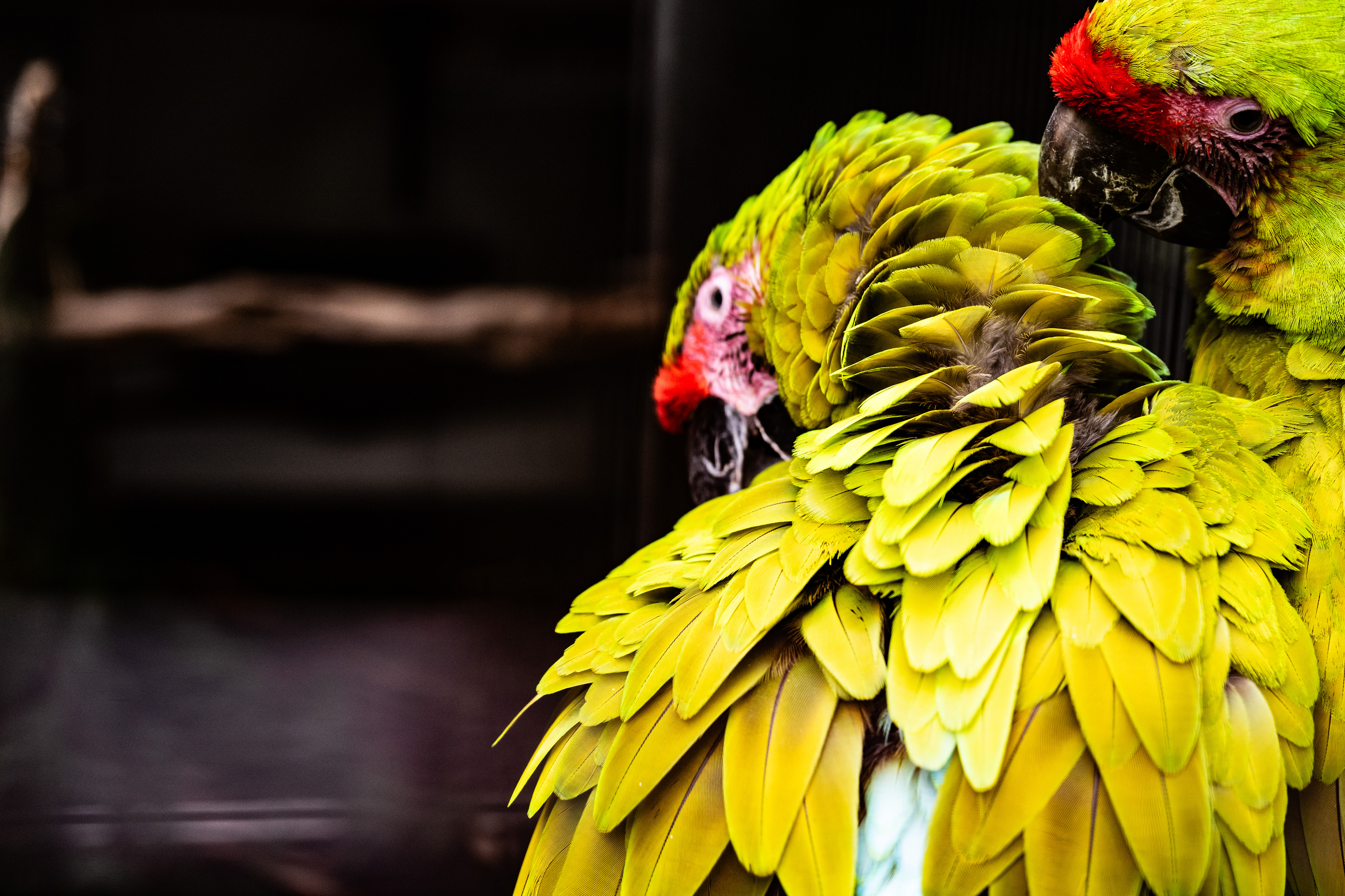 Green Macaw