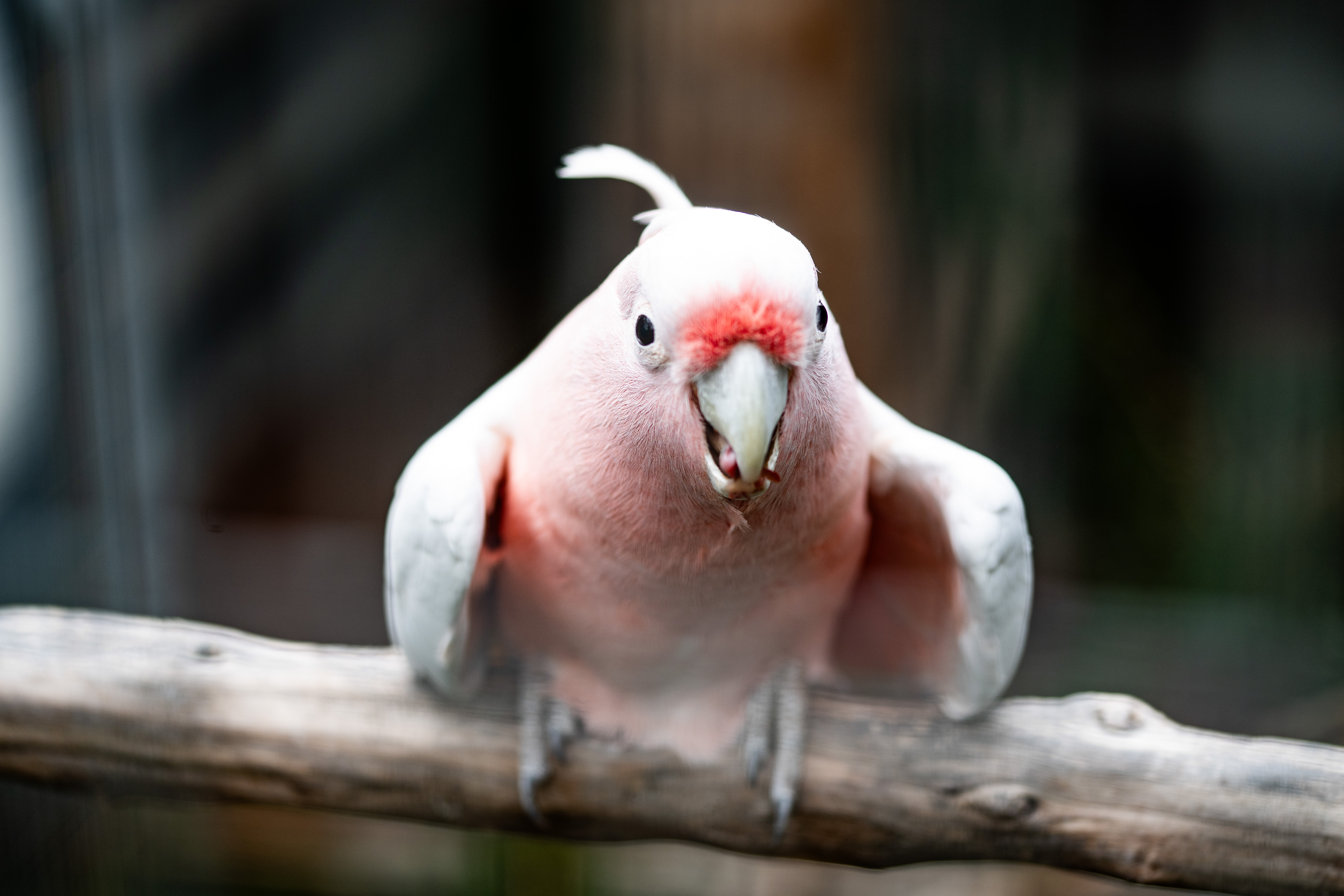 Pink cockatoo