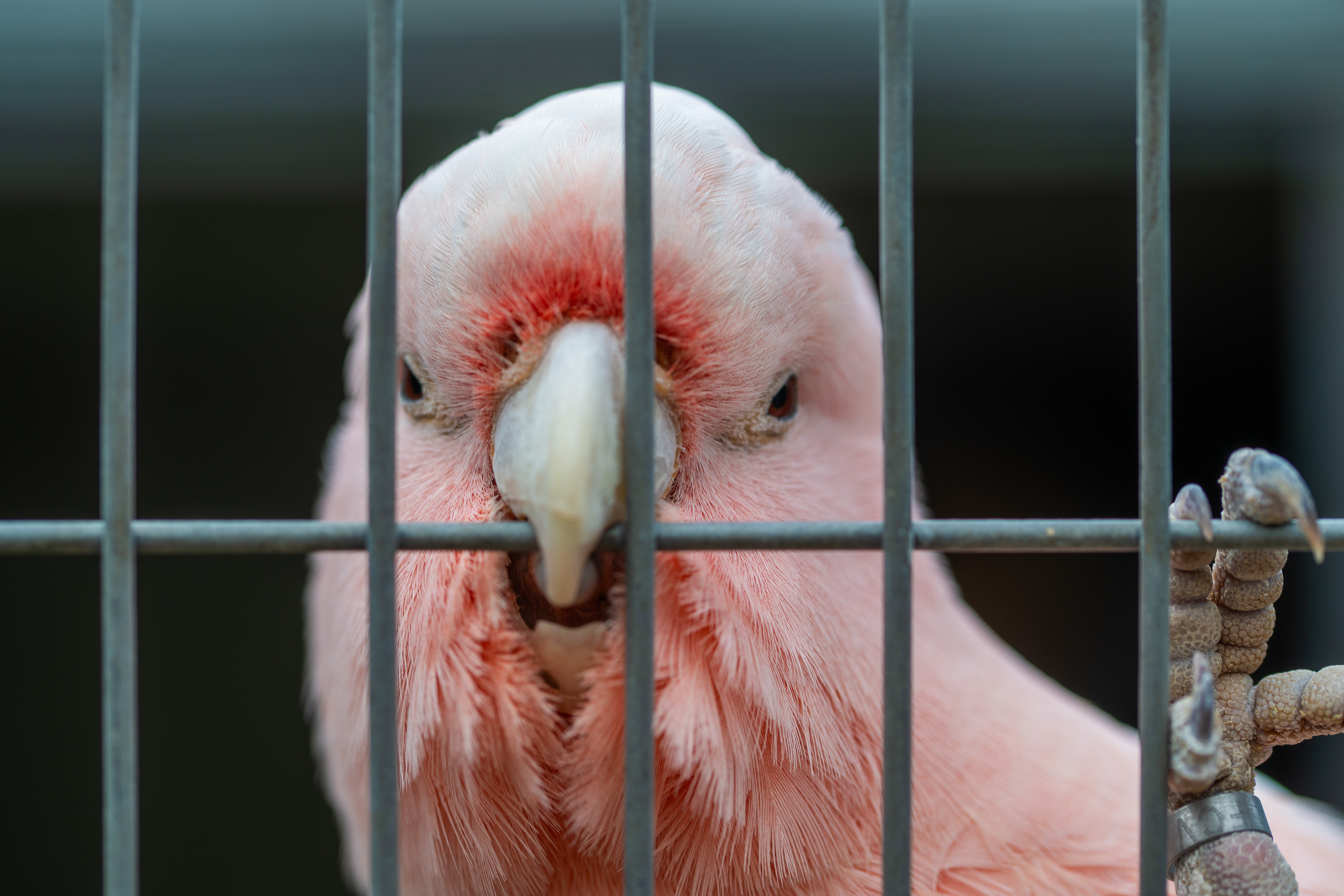 Pink cockatoo