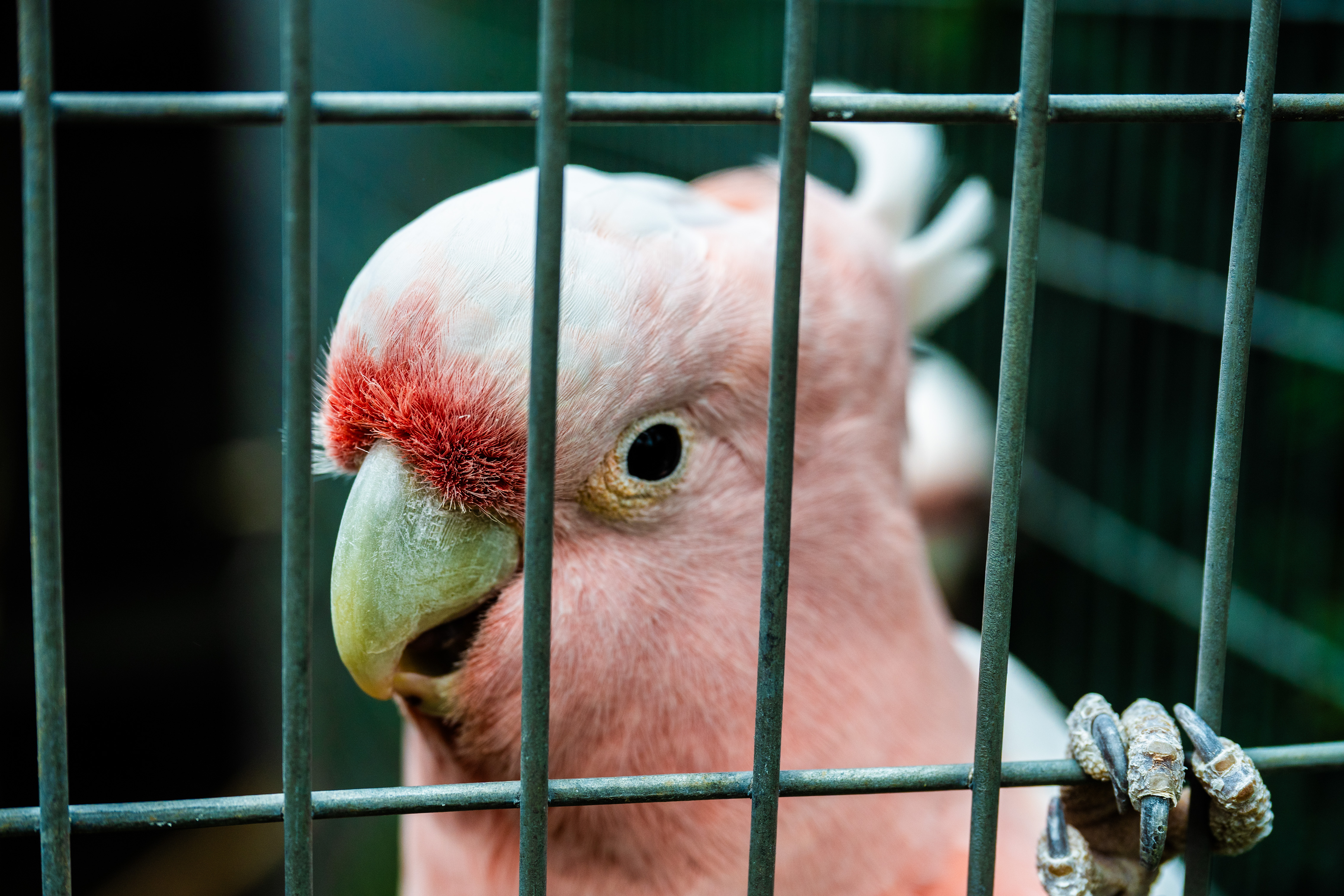 Pink cockatoo