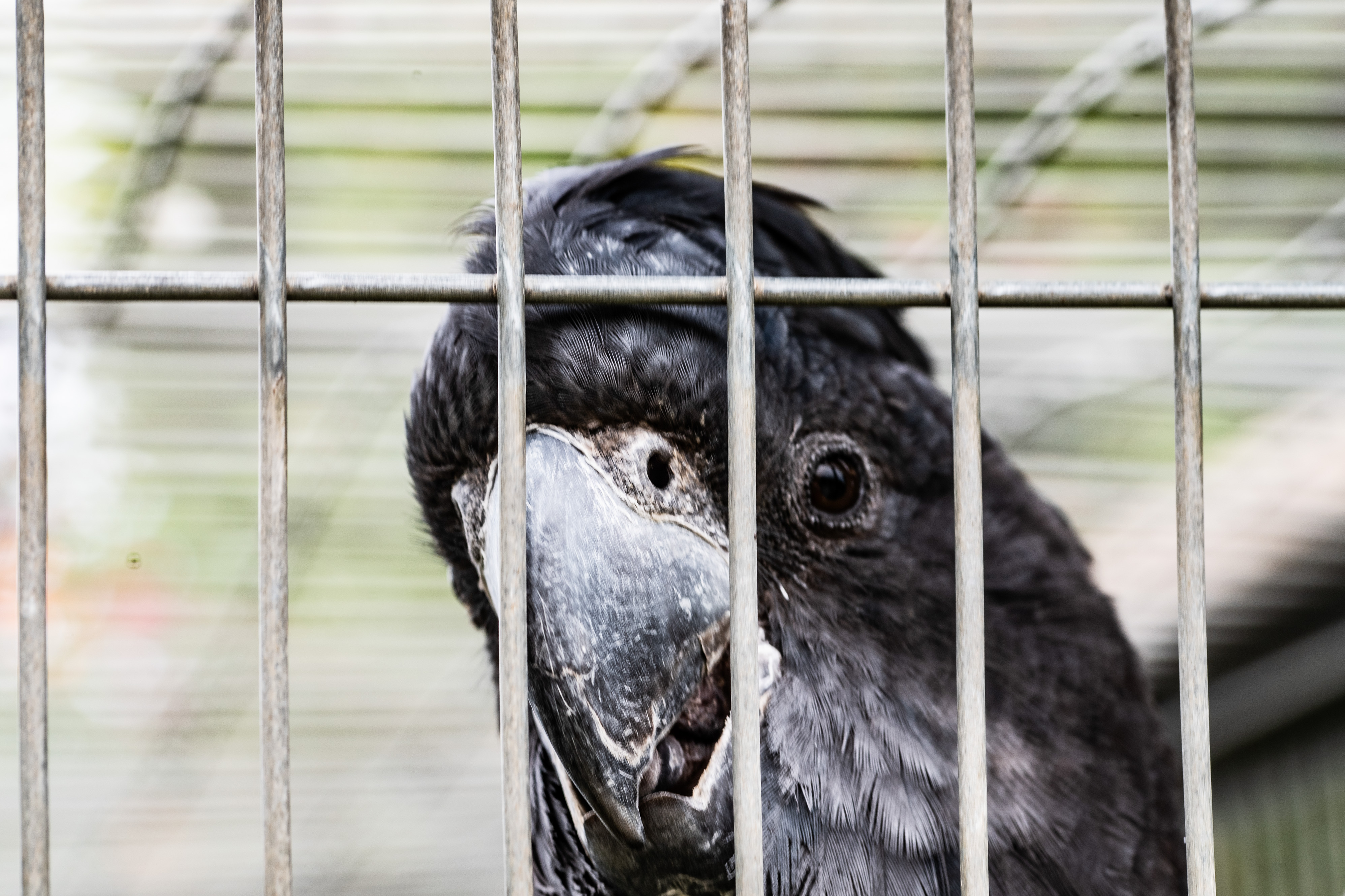 Red-tailed black cockatoo