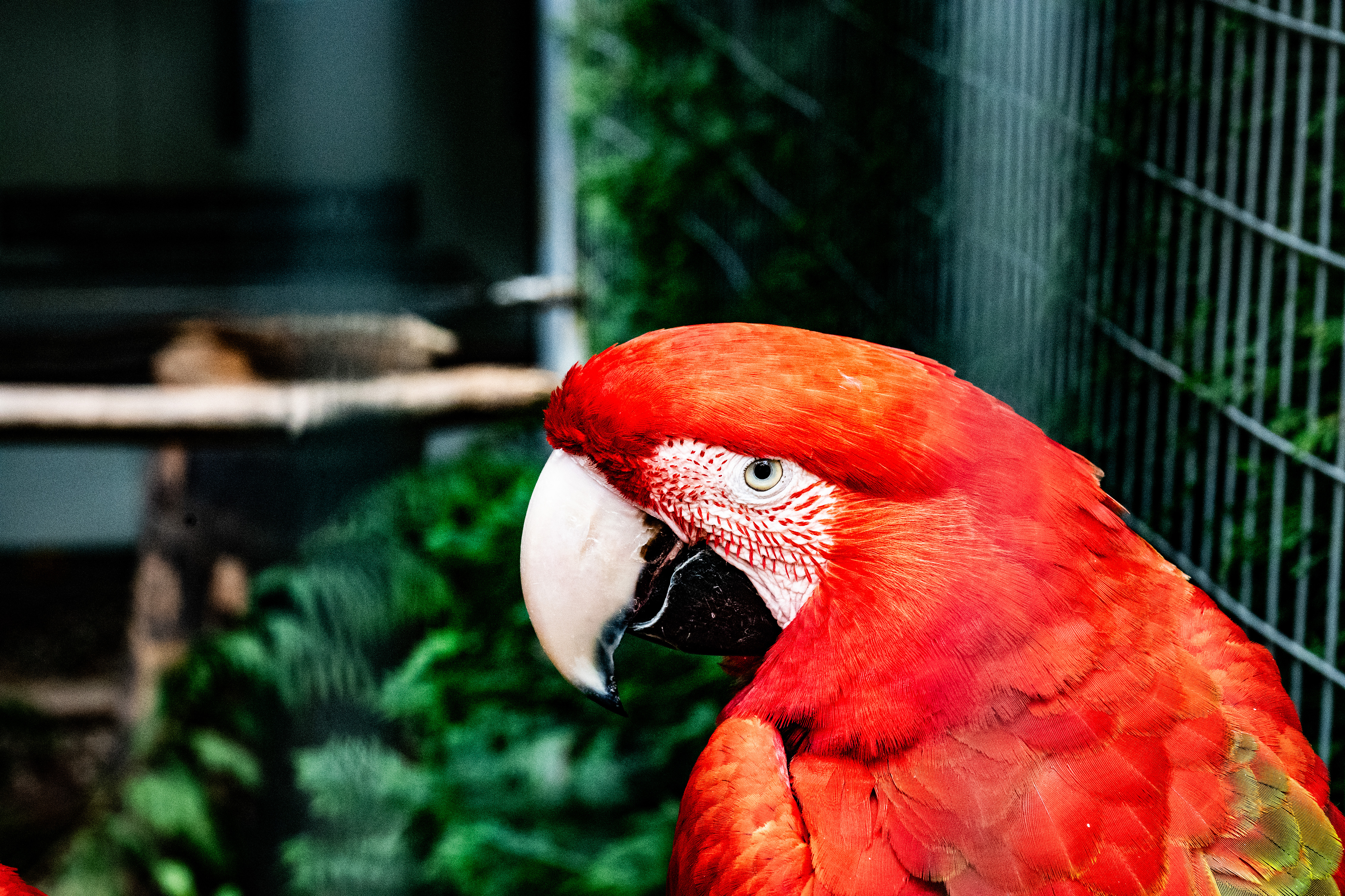 Scarlet Macaw