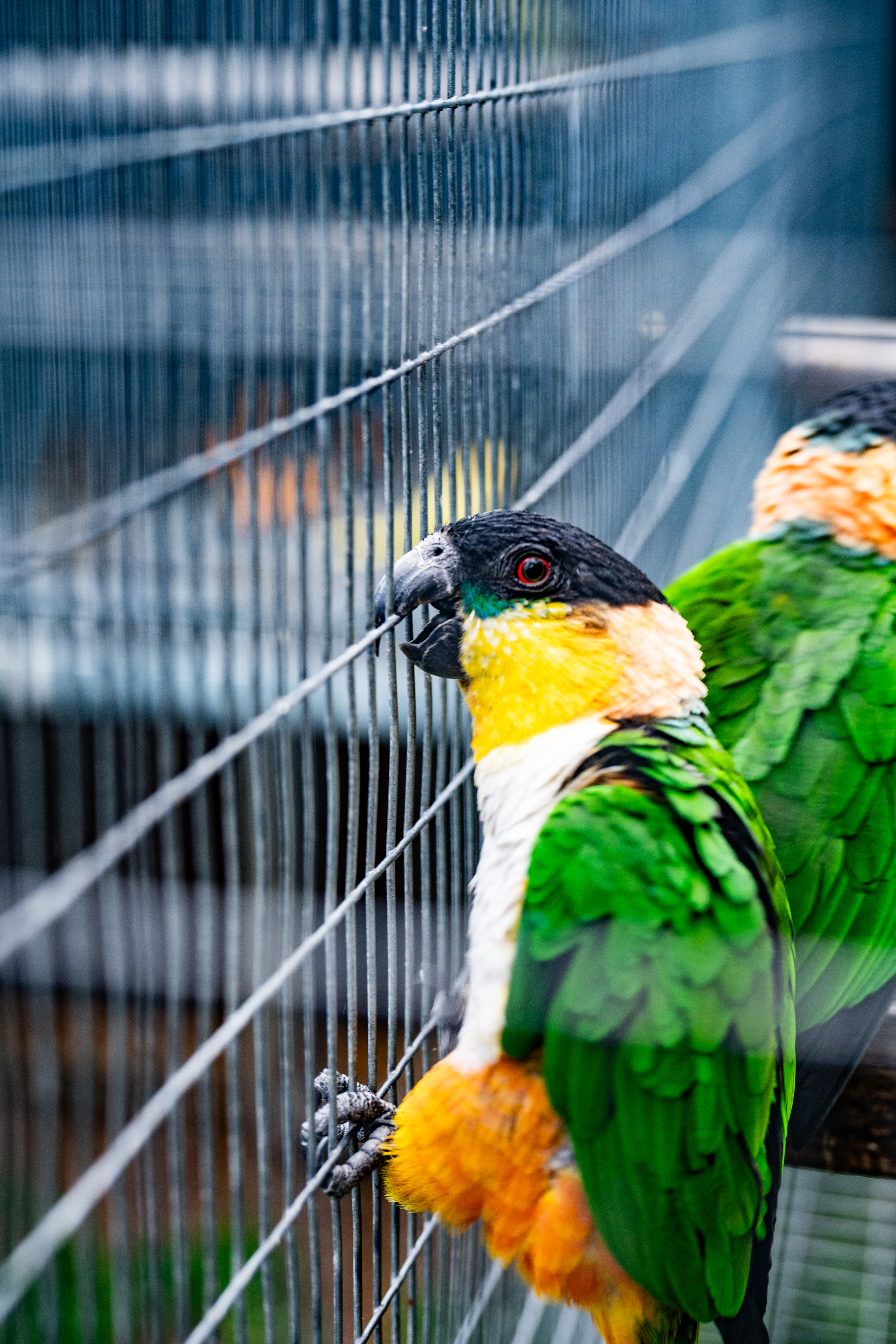 White-bellied parrot