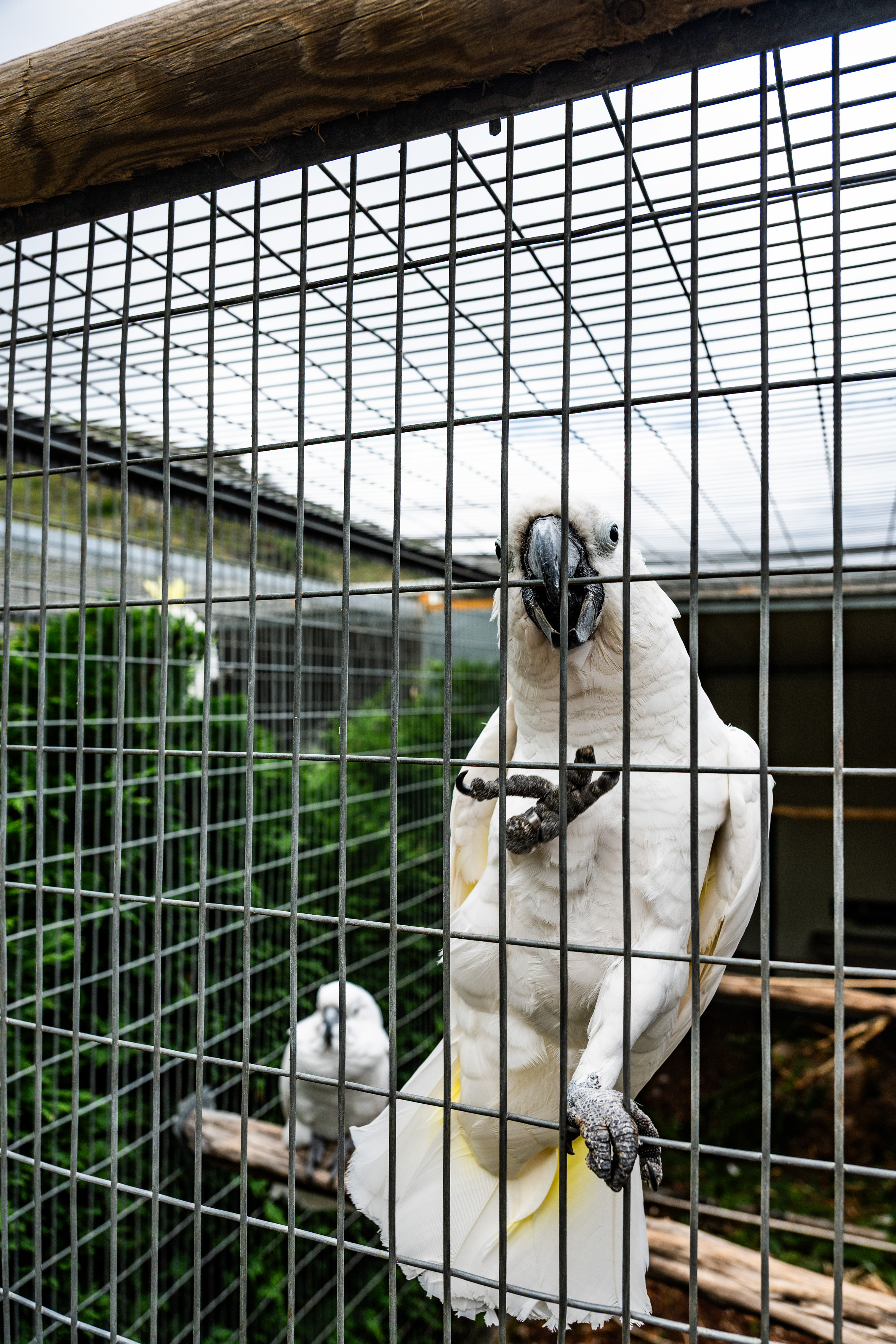 White Cockatoo