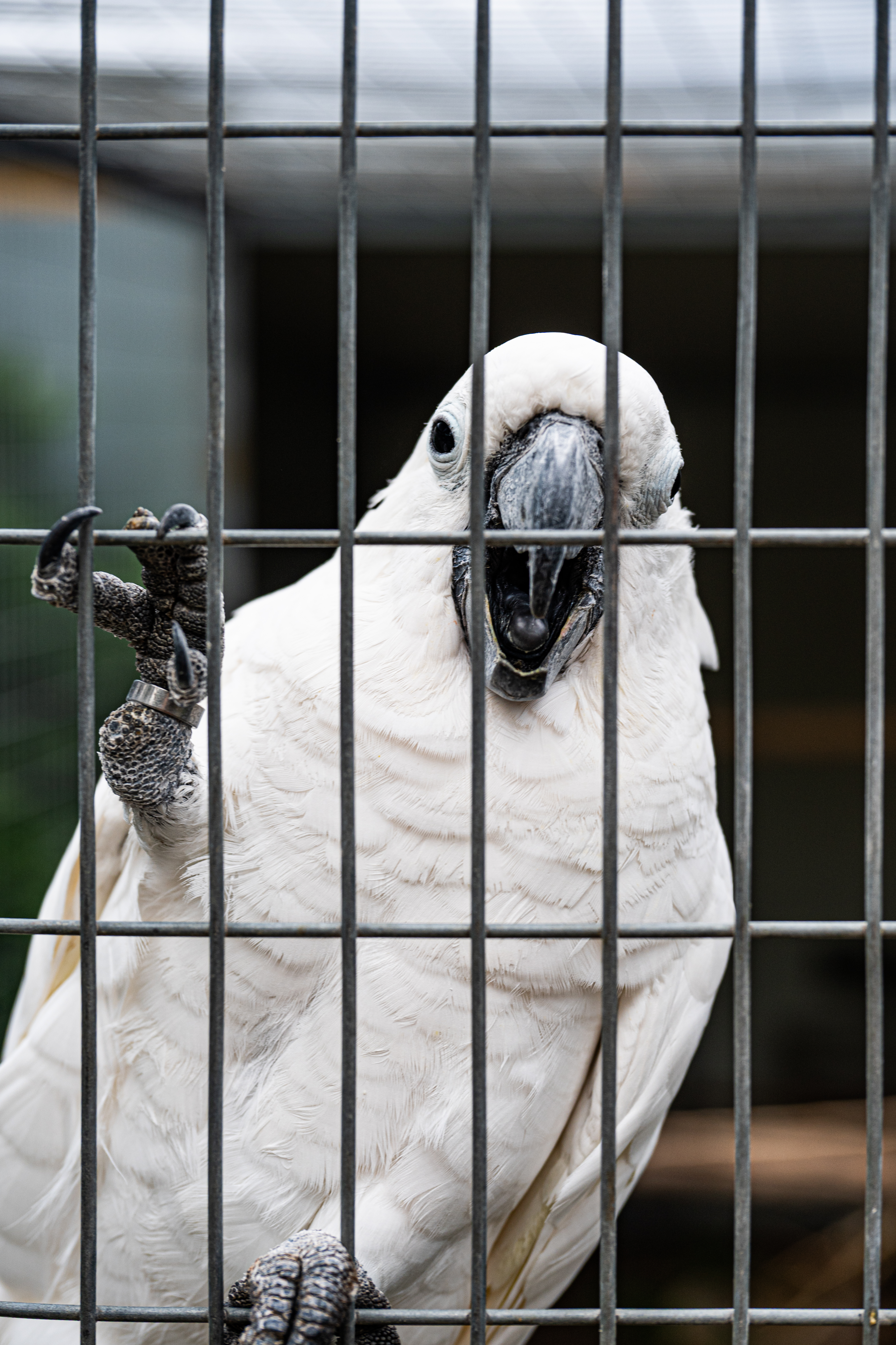 White Cockatoo