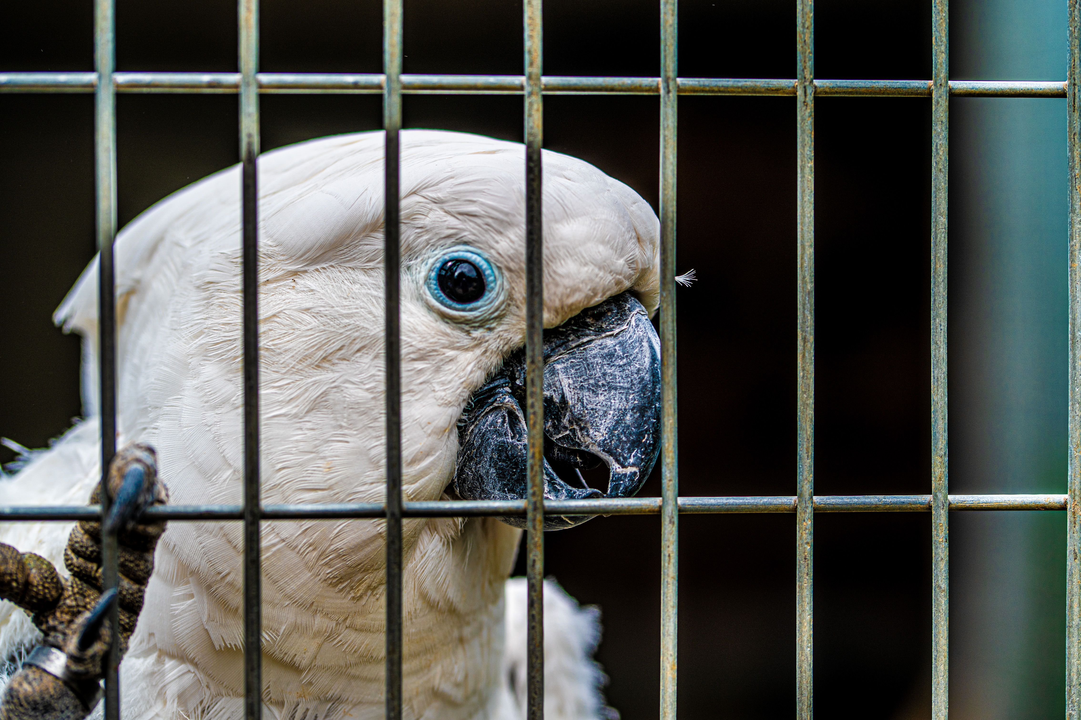 White Cockatoo
