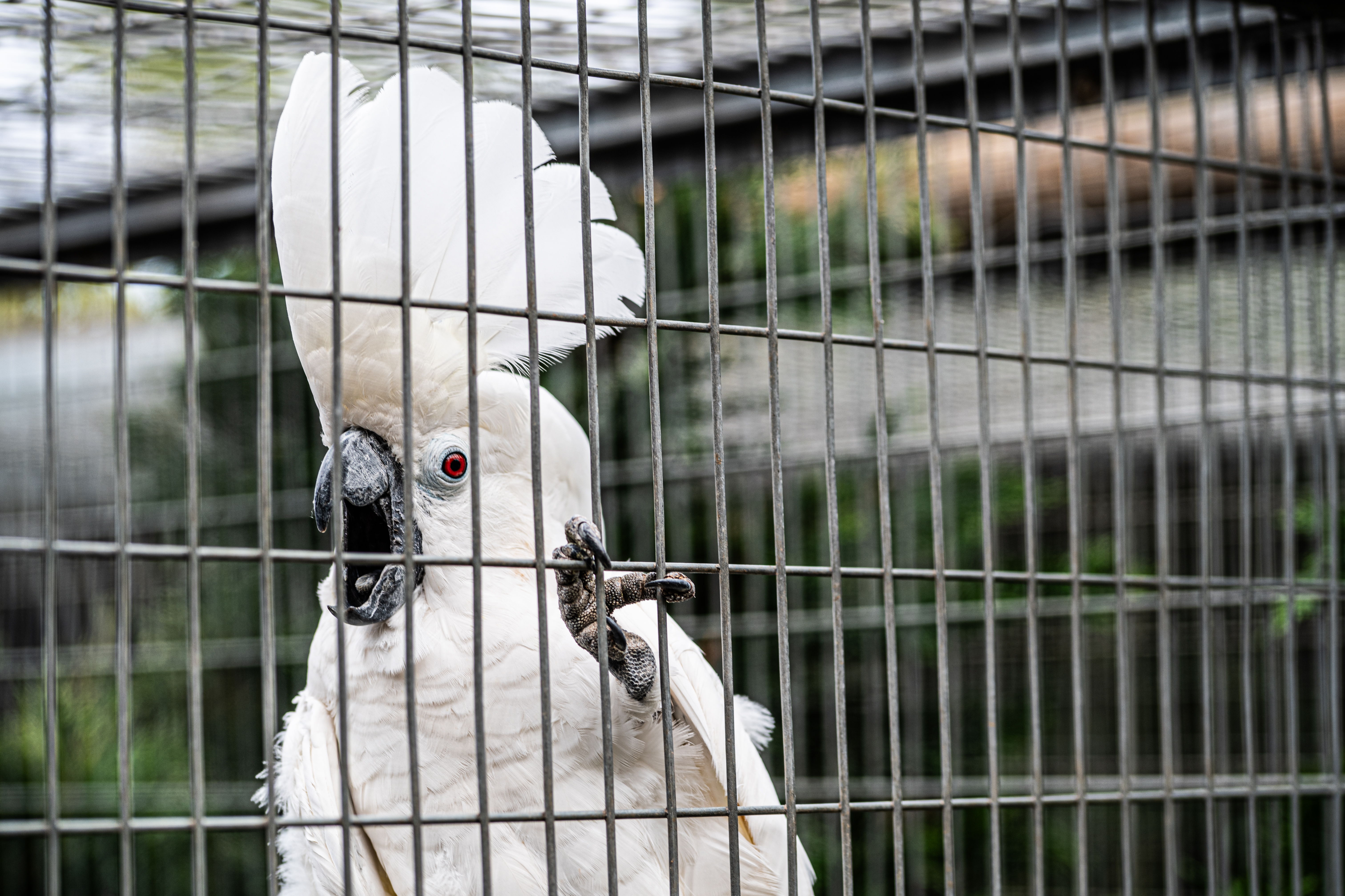 White Cockatoo