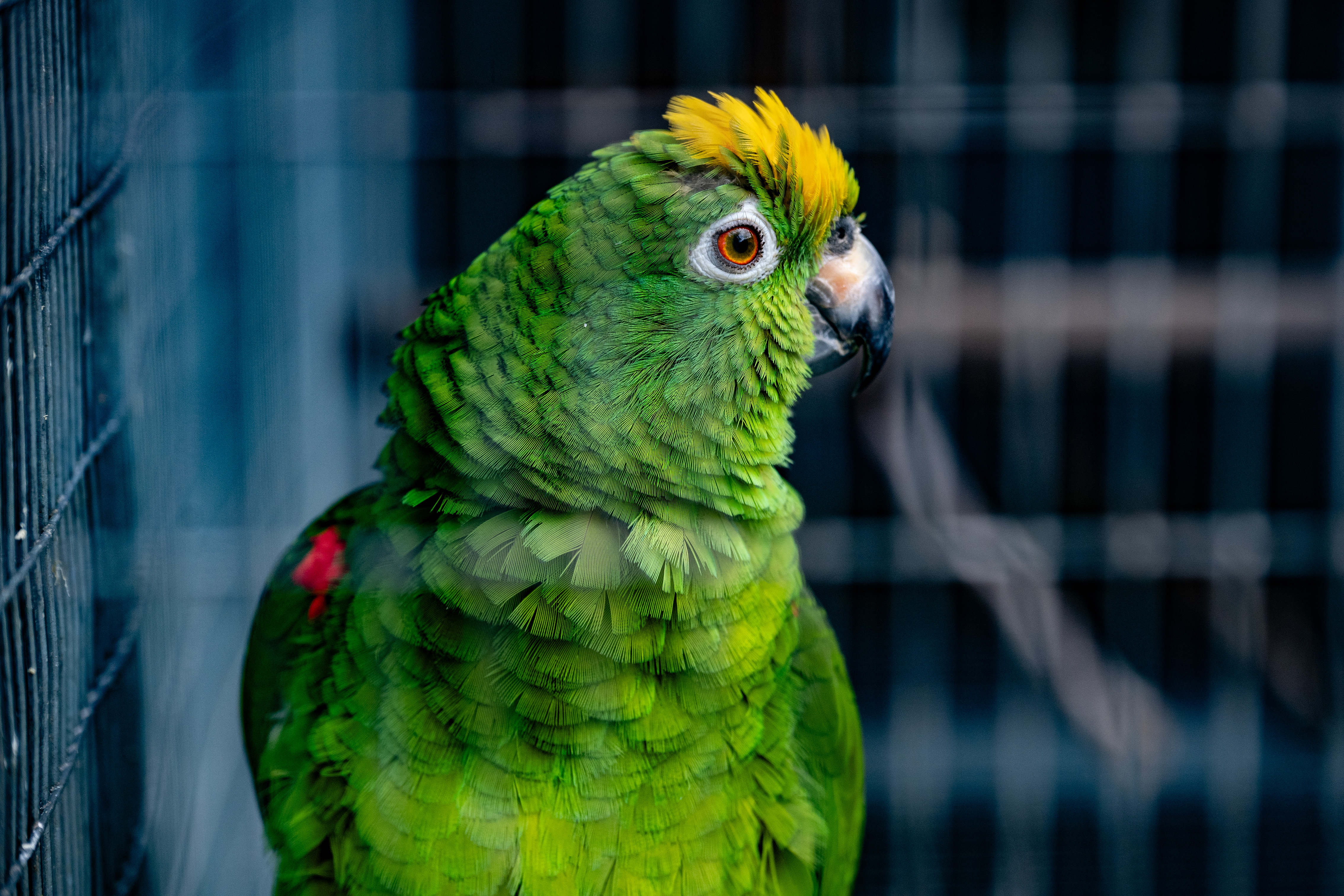Yellow-crowned amazon