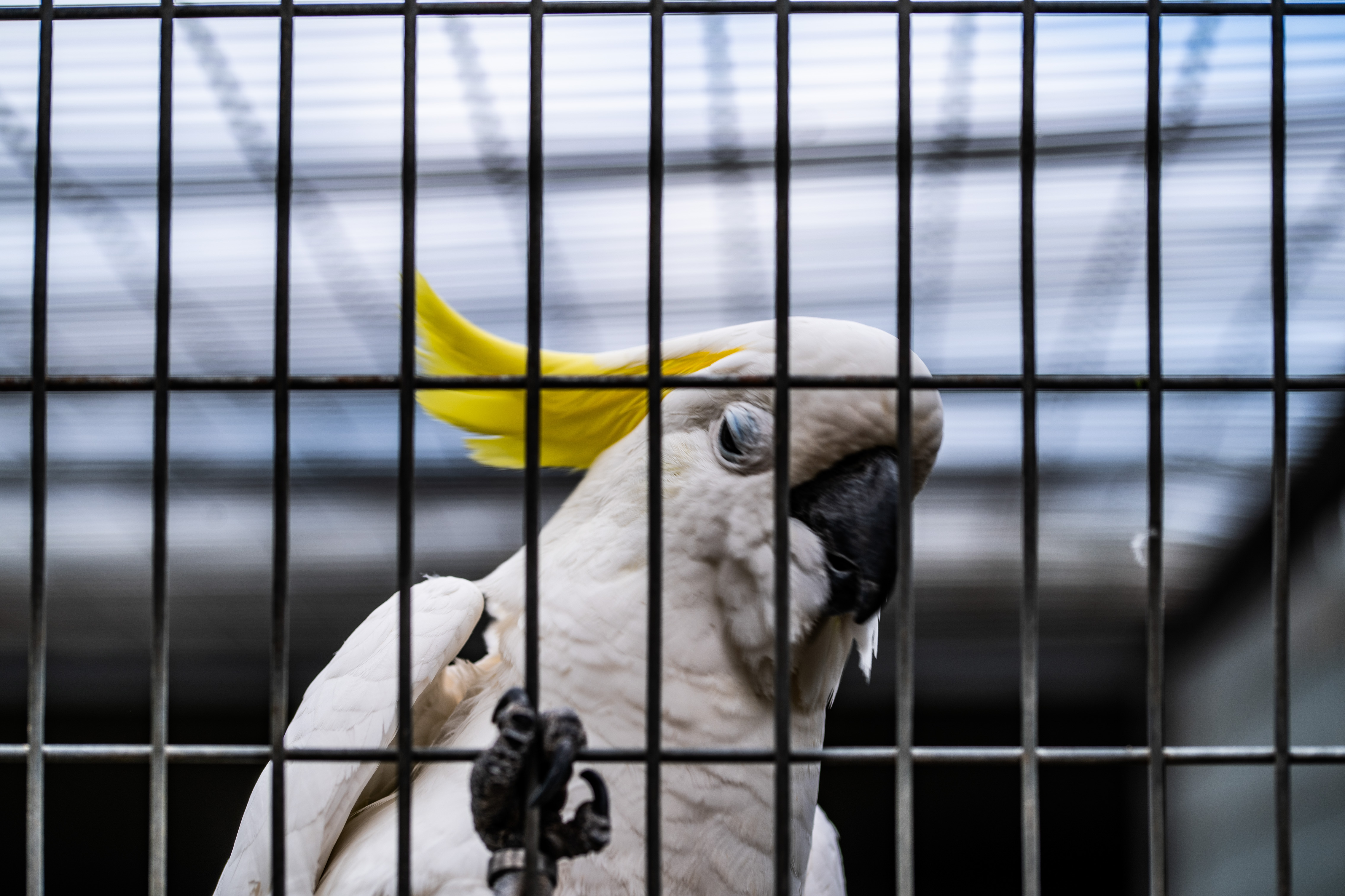 Yellow Cockatoo