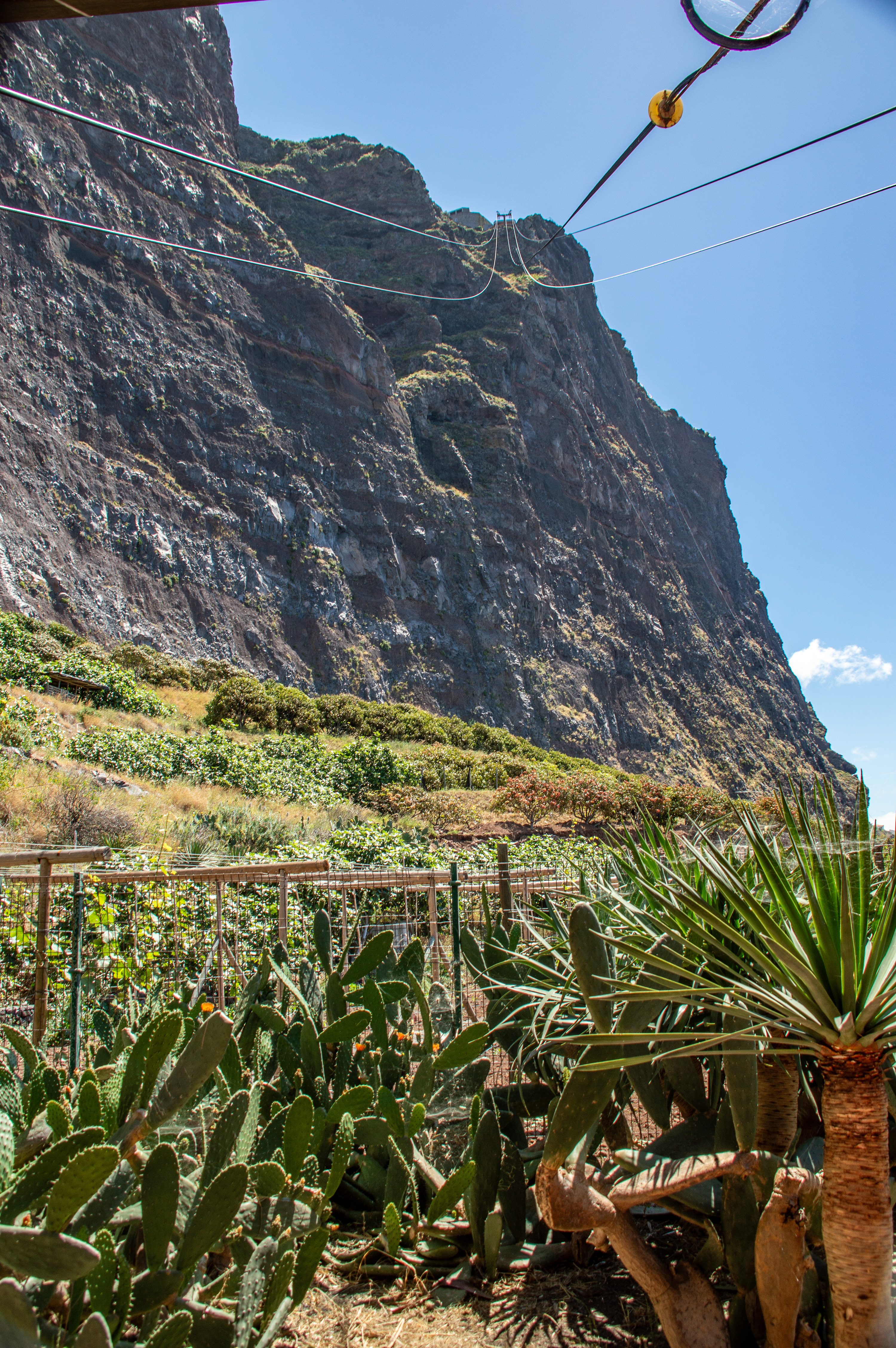 cacti and succulents