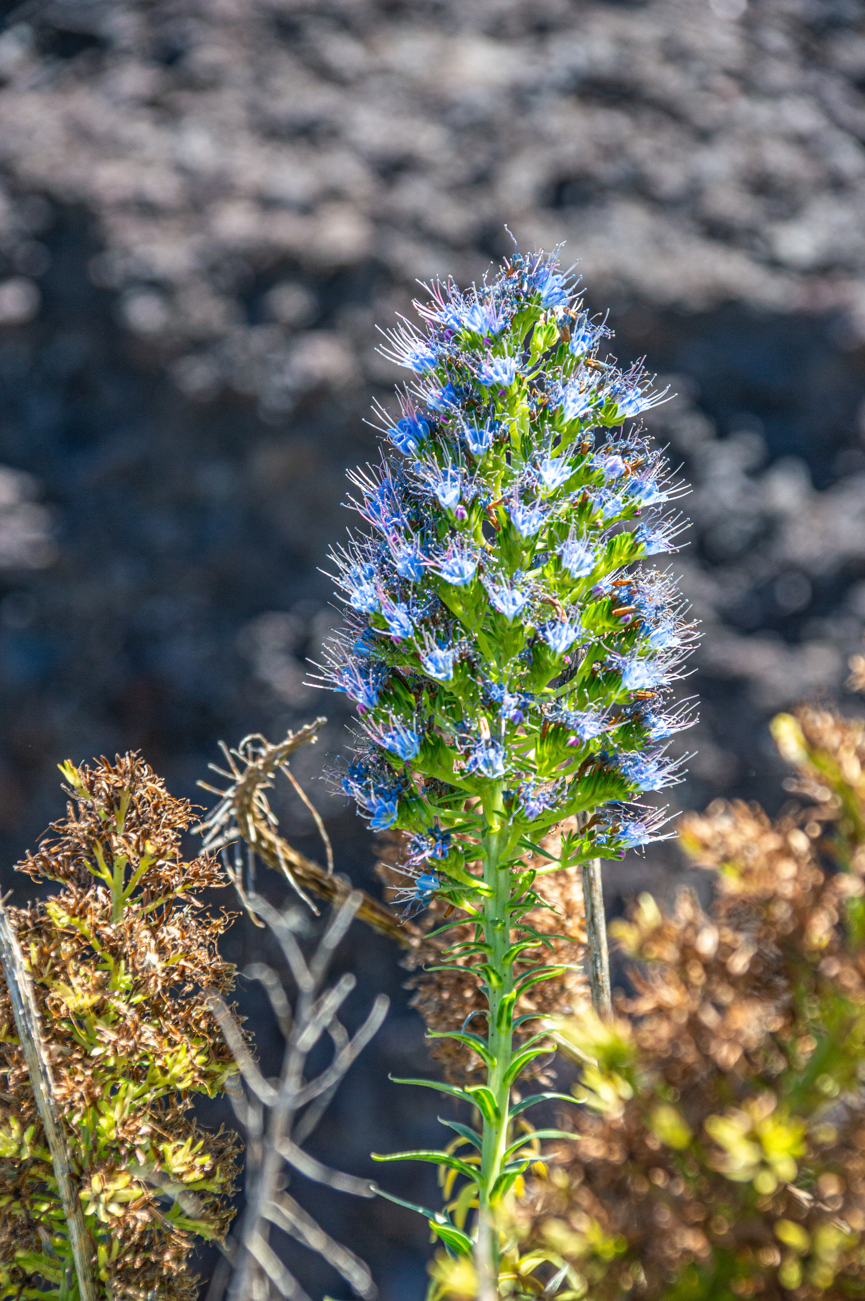 slender plant with small, blue flowers and spiky, green leaves