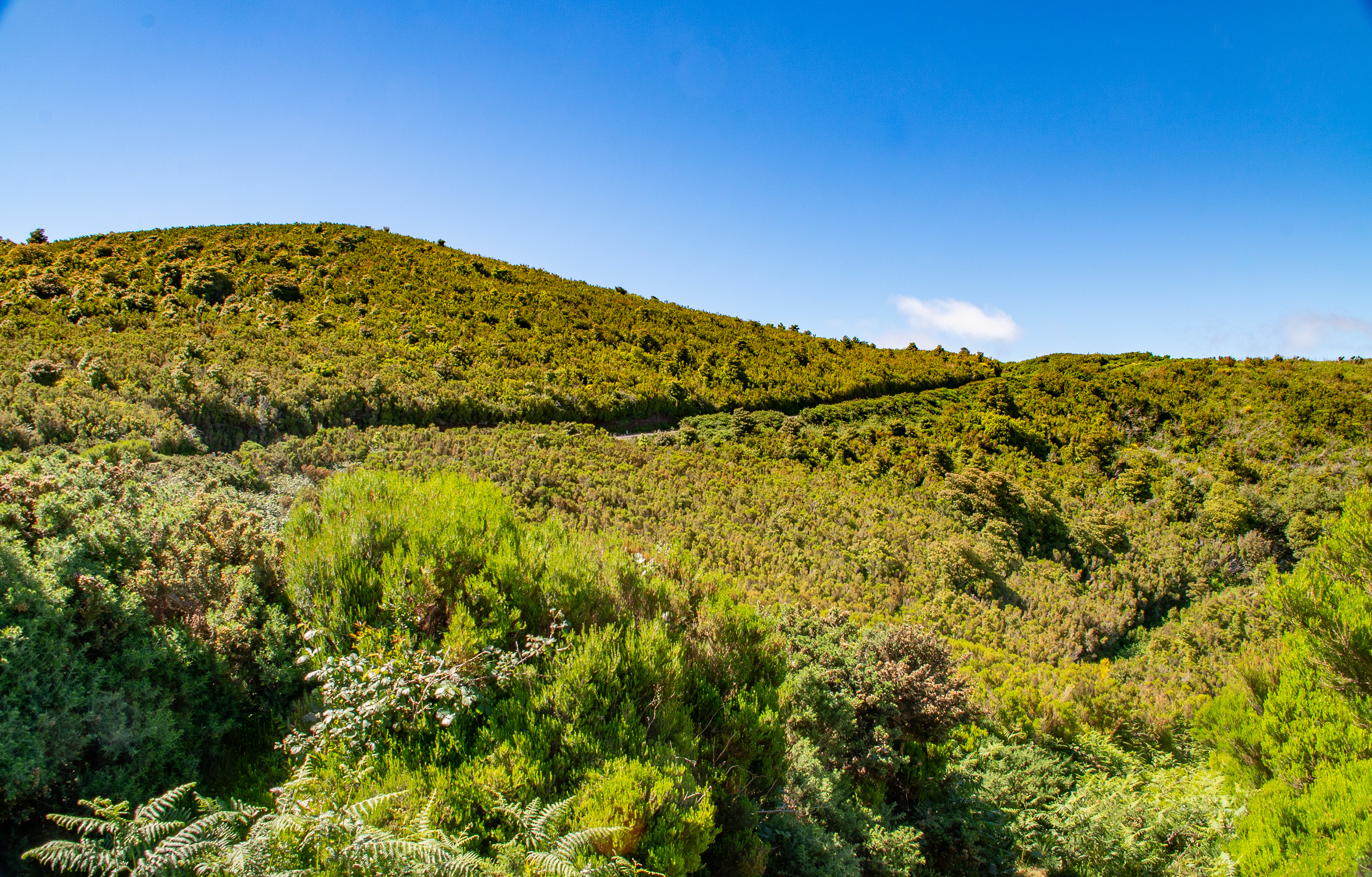 lush, green hillside under a clear blue sky
