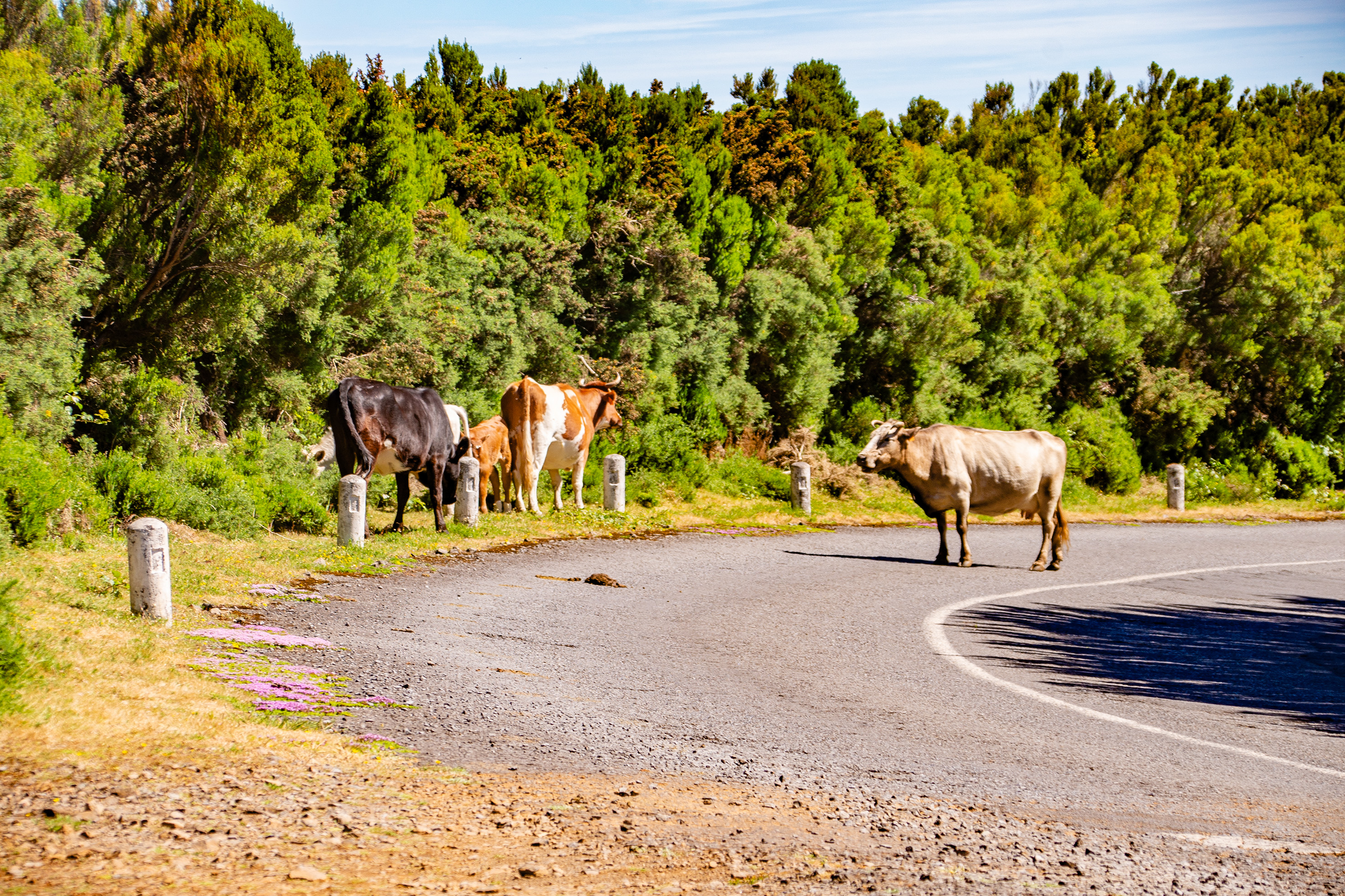cows standing on and near a paved road