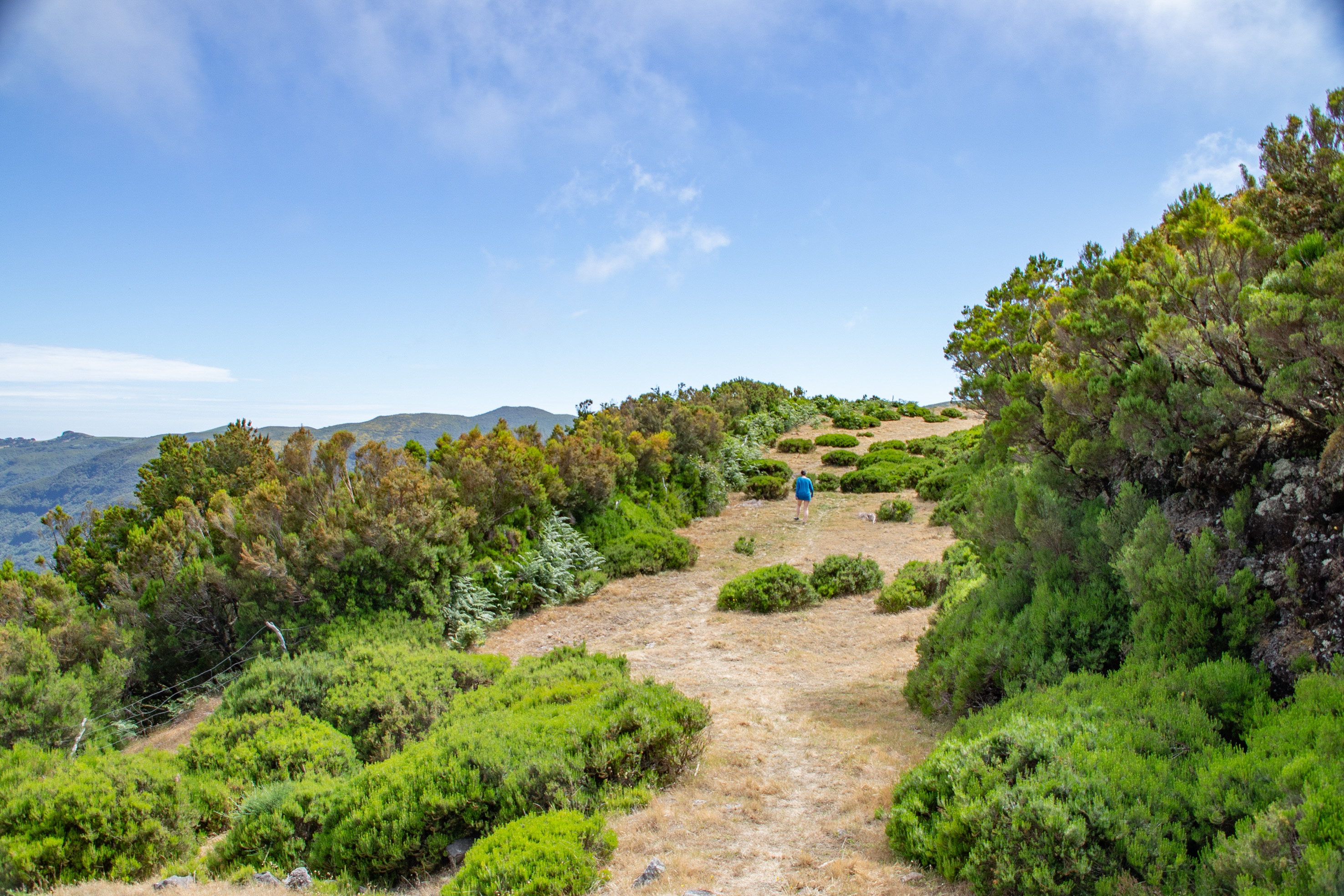 The trail is surrounded by dense shrubbery and trees, with a clear blue sky overhead