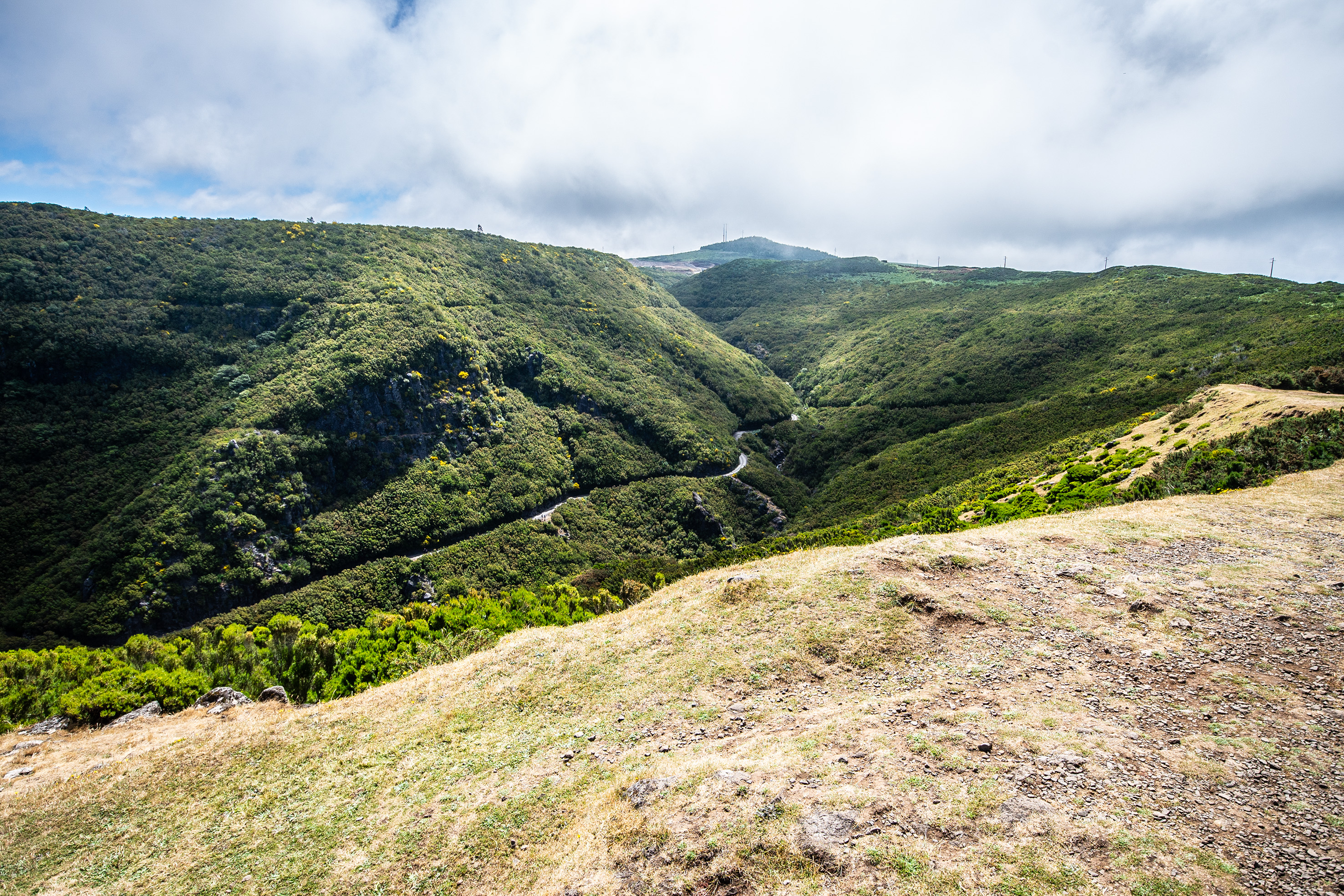 a lush, green valley