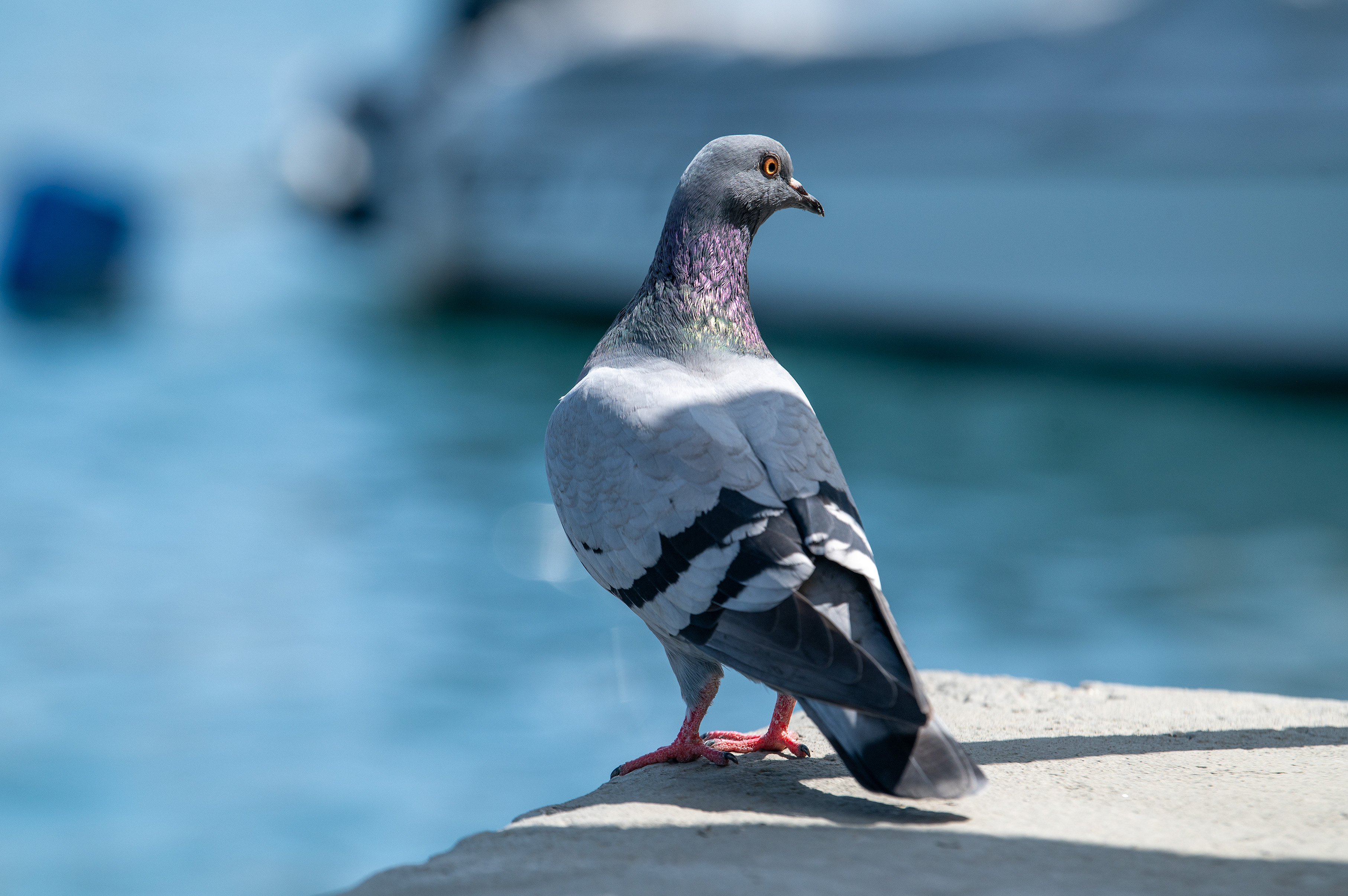 pigeon