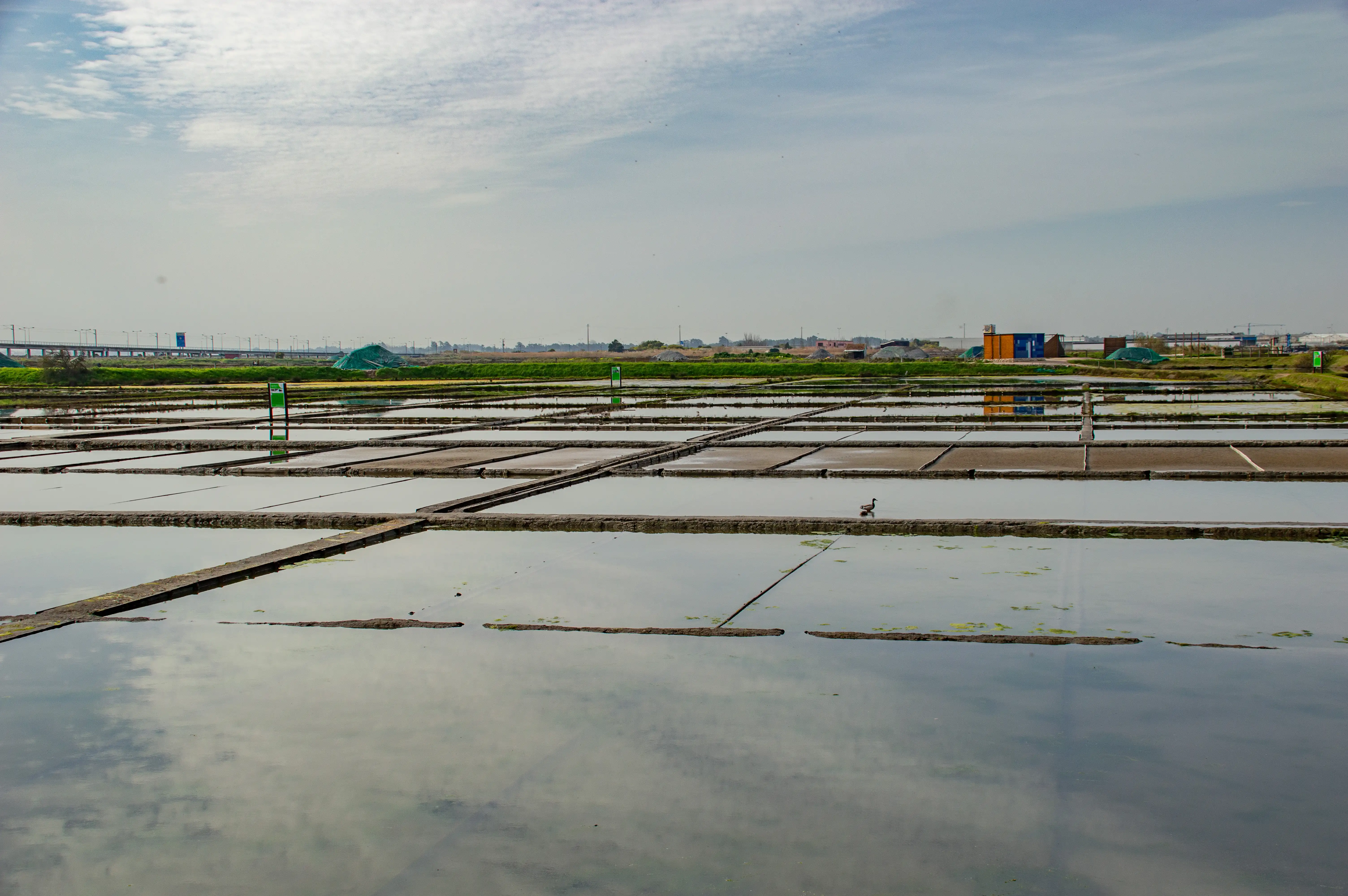 A panoramic view of a salt evaporation pond system with shallow water reflecting the sky. Several raised pathways divide the pans. A bird is seen walking on one of the pathways. In the background, there are buildings, vegetation, and a large bridge. The sky is partly cloudy.