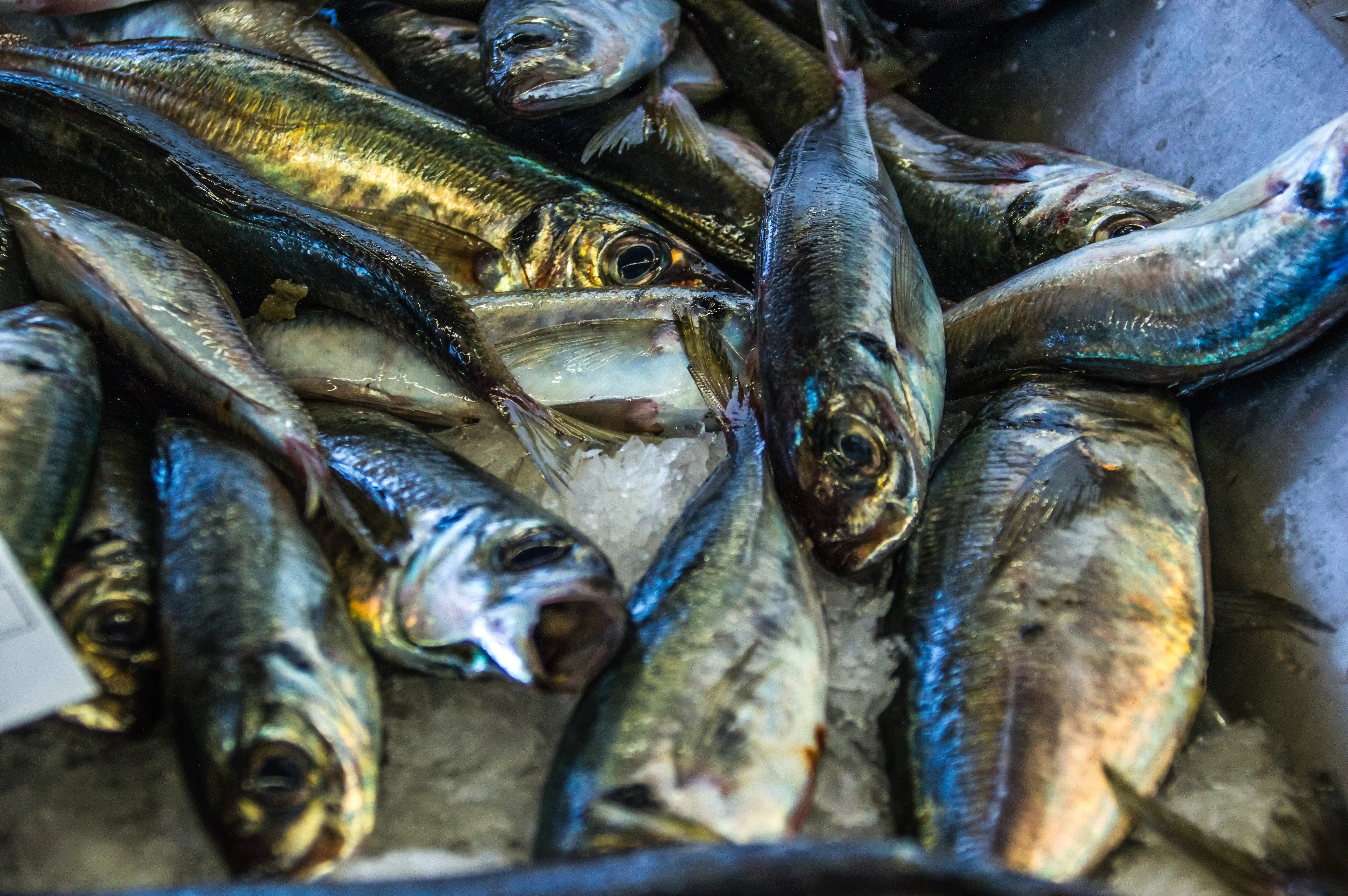 A pile of various small to medium-sized fish, mostly silver and blue, resting on crushed ice. Some fish are facing the camera, showing their eyes and mouths.