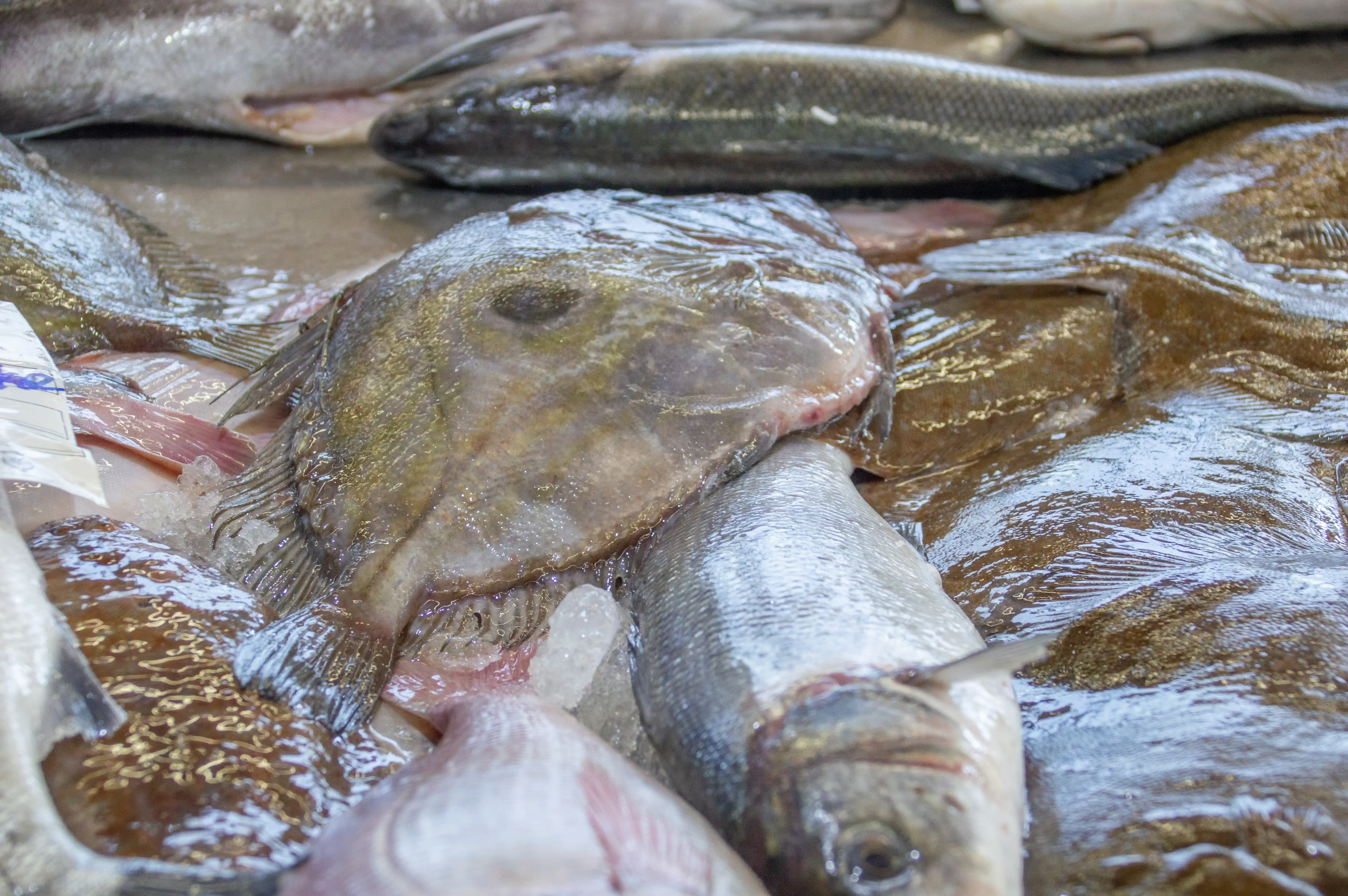 A close-up shot of several glistening, fresh fish on a bed of crushed ice. The fish are varied in shape and colour, with some being flat and others round. The lighting highlights the wetness of the fish and the texture of their scales.