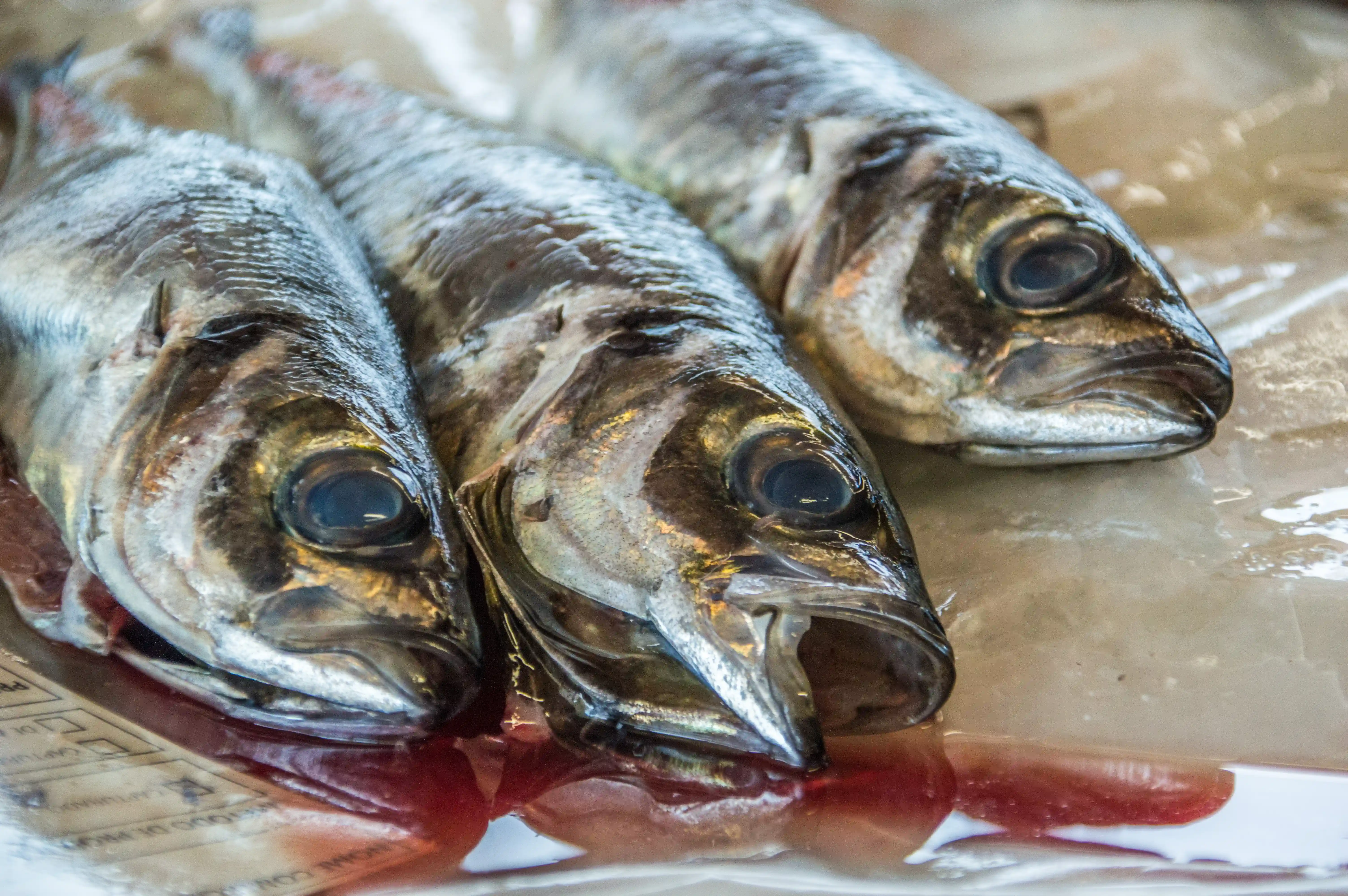 Three fresh mackerel fish lie on a wet surface, showing detailed scales and heads with dark eyes.