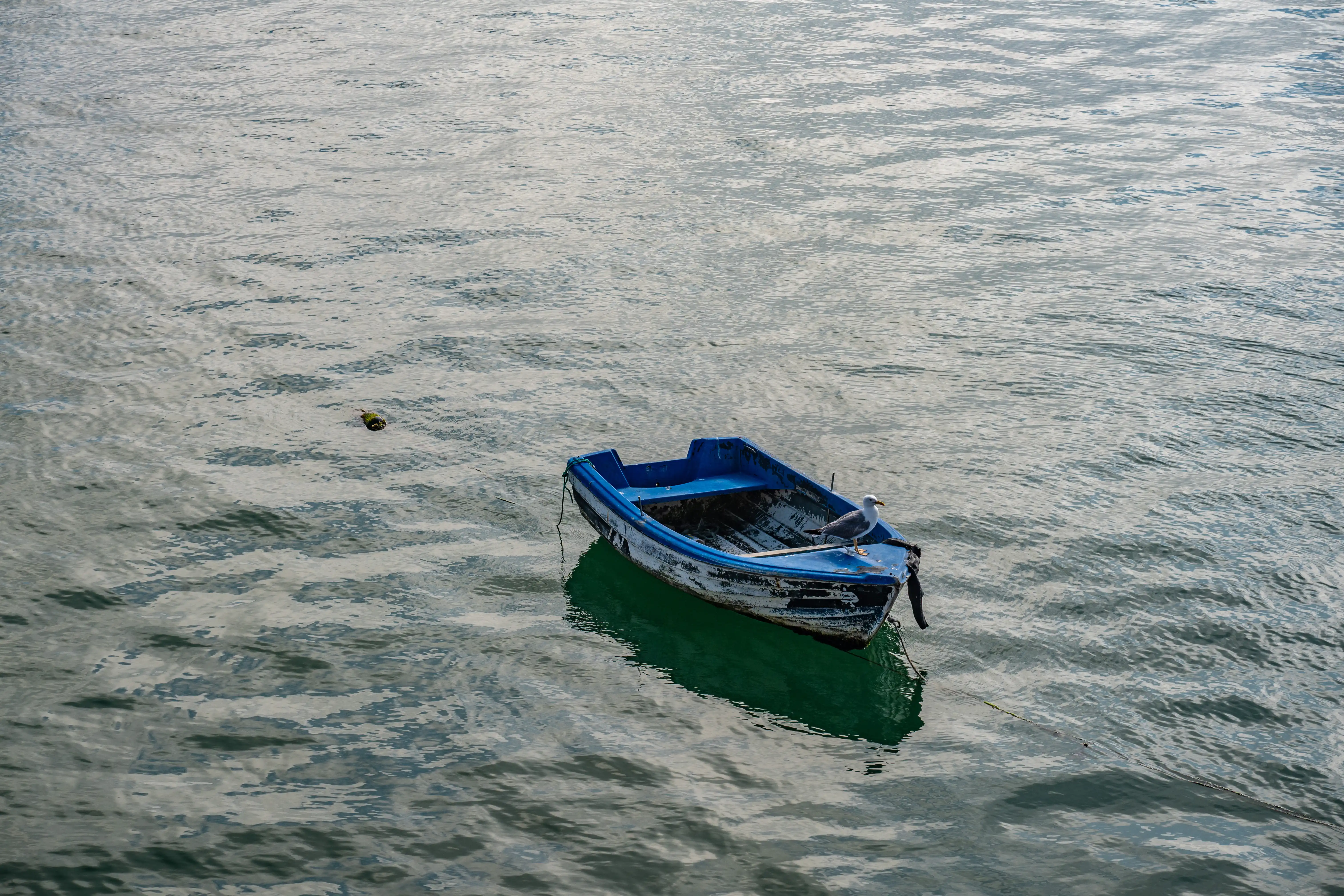 A small, blue rowing boat floats on rippling grey water. A seagull stands on the edge of the boat. A dark object floats in the water to the left of the boat.