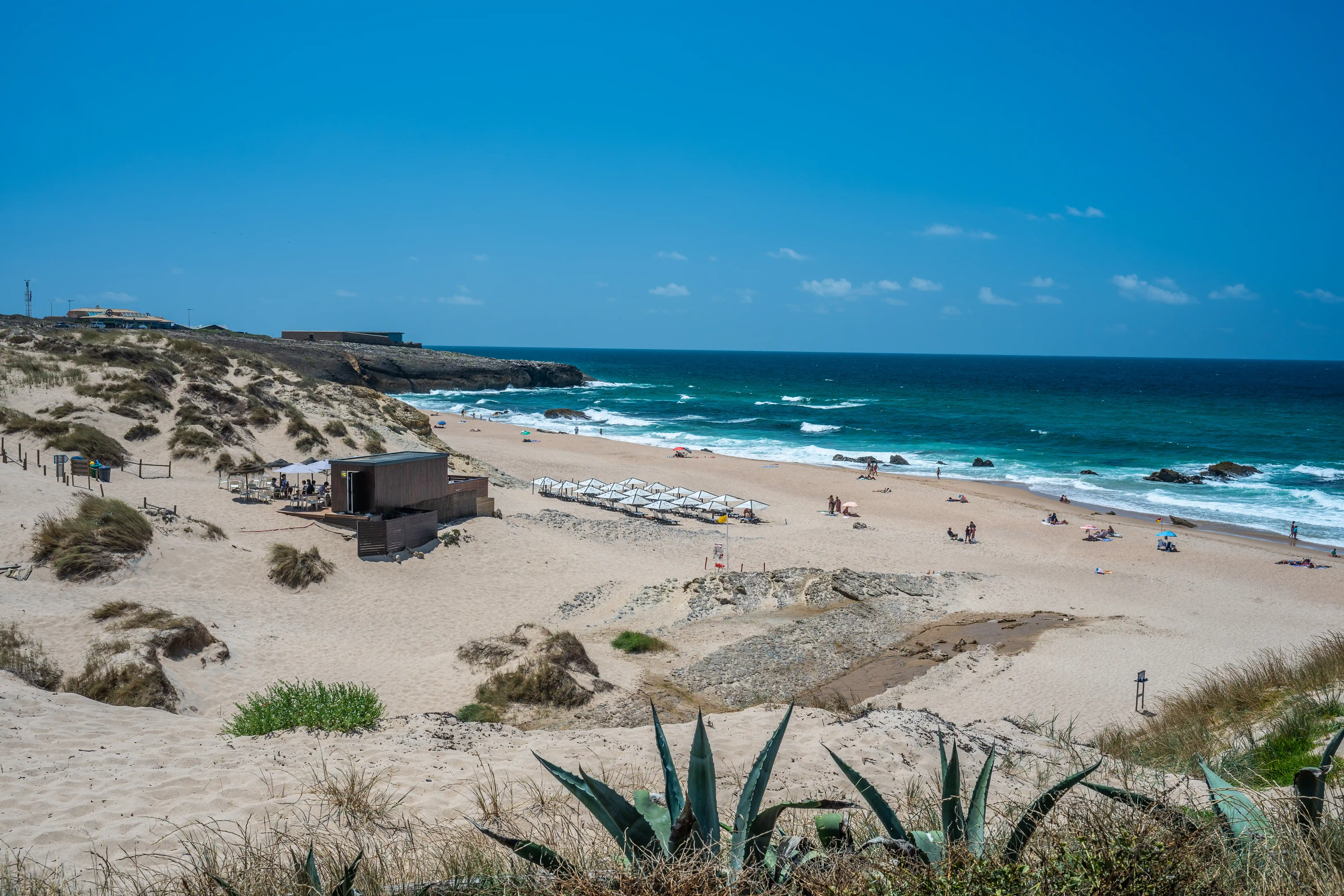 A panoramic view of a sandy beach with a clear blue sky and turquoise ocean. Sand dunes with sparse vegetation line the left side, leading to a modern wooden beach hut and seating area. Further down the beach, rows of white umbrellas and sun loungers are visible, with several people relaxing. The sea has small waves breaking on the shore, and dark rocks are scattered in the water. Aloe vera plants are in the immediate foreground.