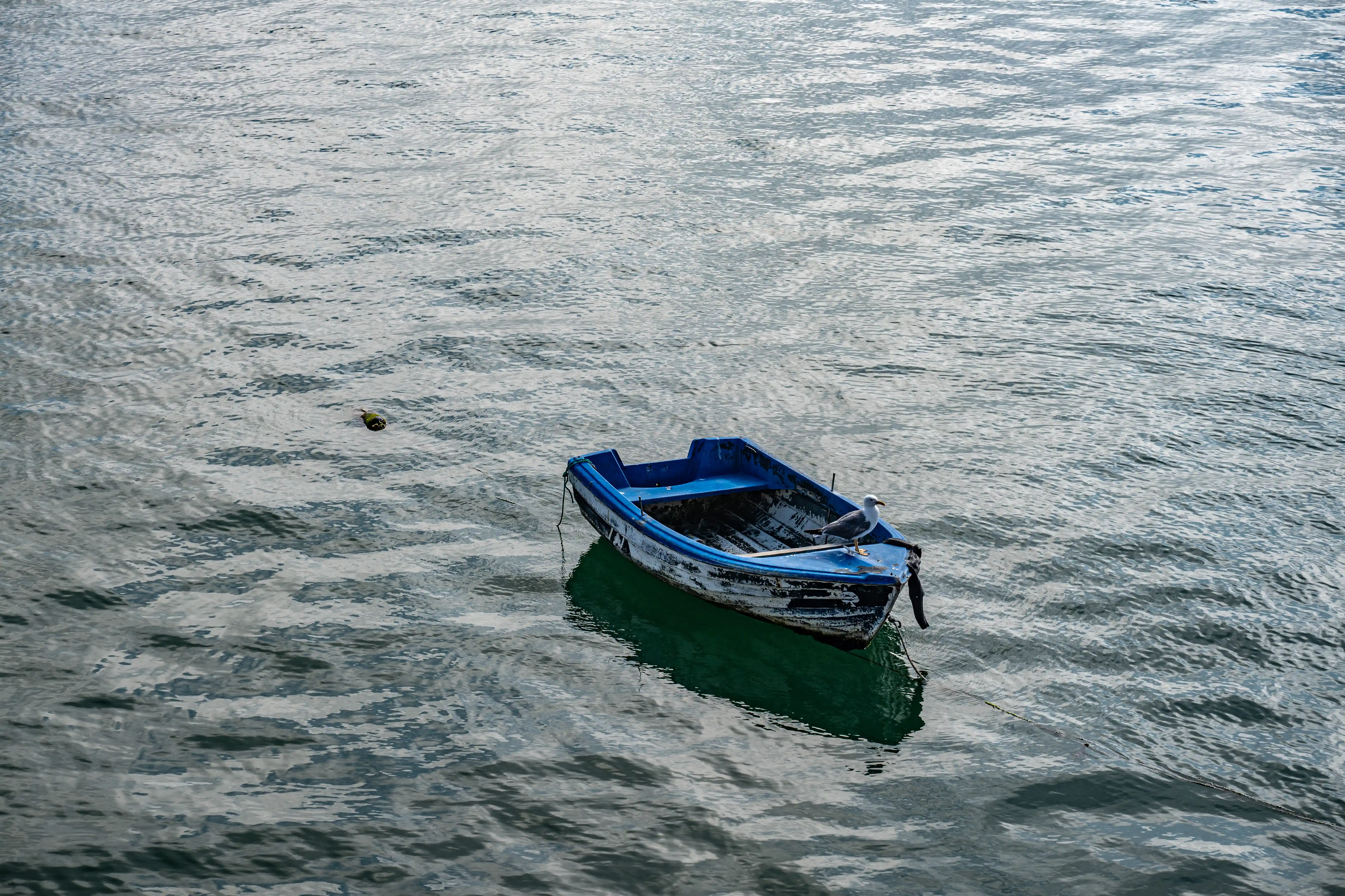 Weathered blue rowboat floating on calm water with a seagull perched on the bow.
