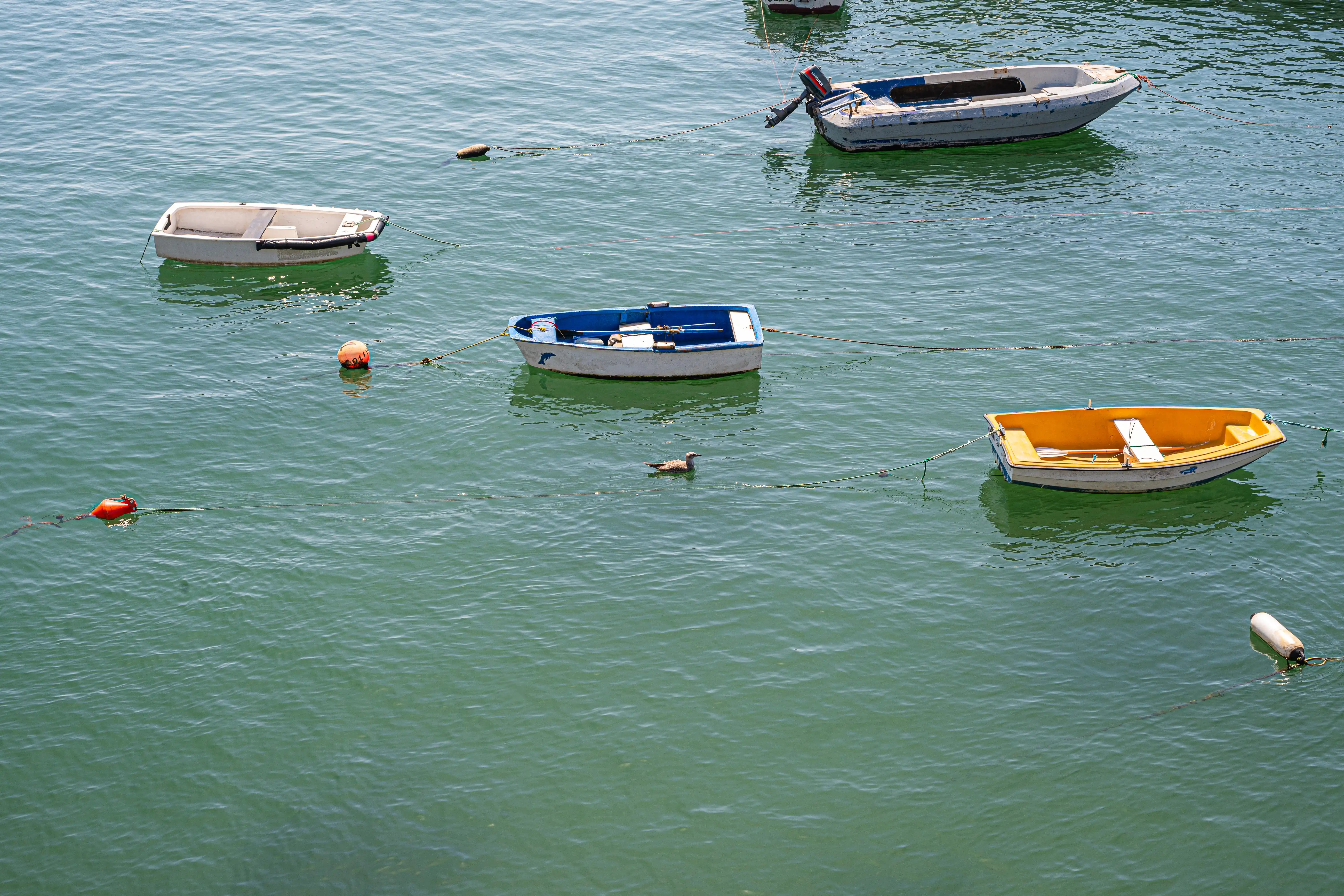 Two small rowboats, one blue and white with a dolphin decal, the other yellow and white with oars, are tethered on tranquil green water. A seagull swims between them, and a white buoy is visible in the foreground.