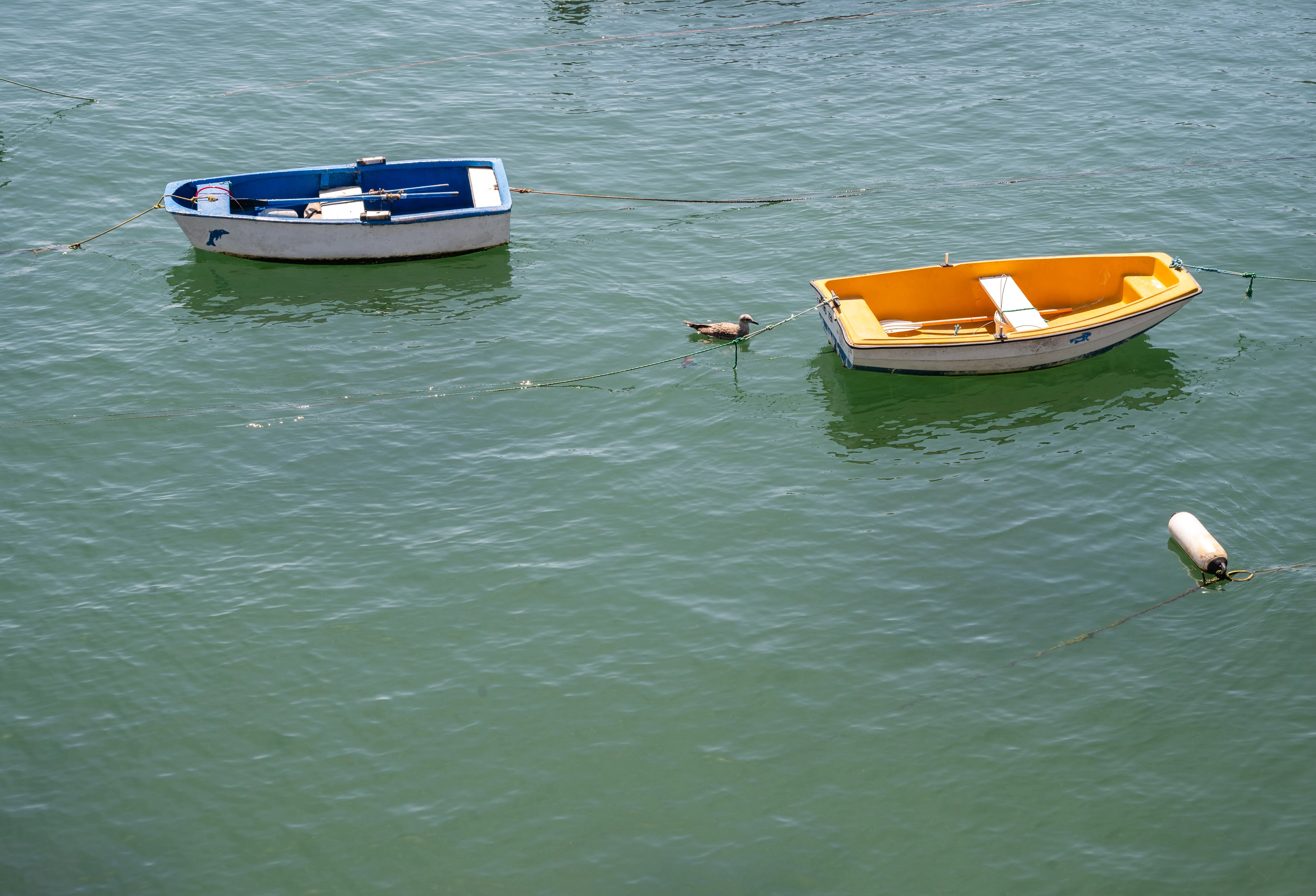 Two small rowboats, one blue and white with a dolphin decal, the other yellow and white with oars, are tethered on tranquil green water. A seagull swims between them, and a white buoy is visible in the foreground.