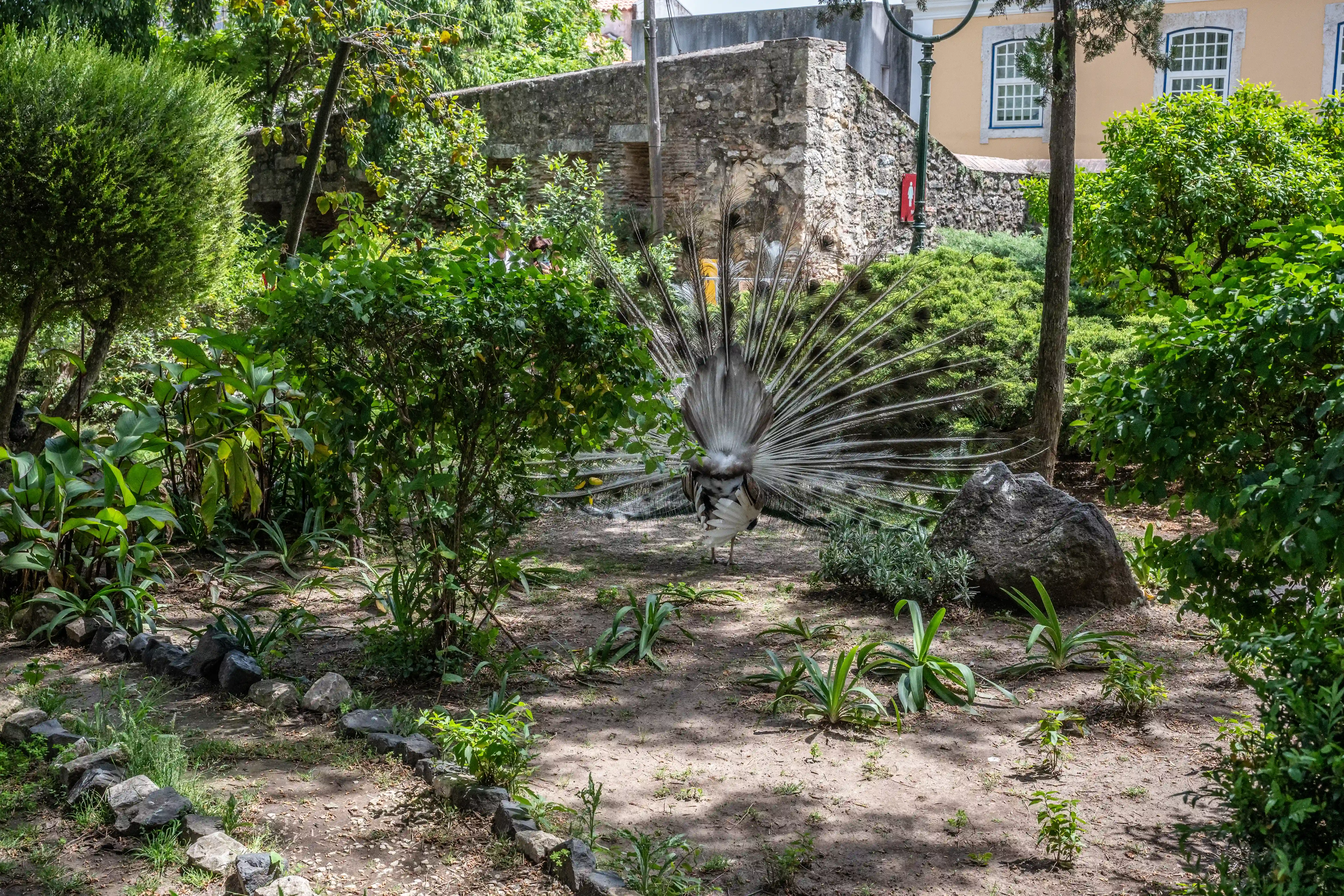 A male peacock with its tail feathers fanned out stands in the centre of a garden, surrounded by green bushes and plants. In the background, a stone building and part of a yellow building with white-framed windows are visible.