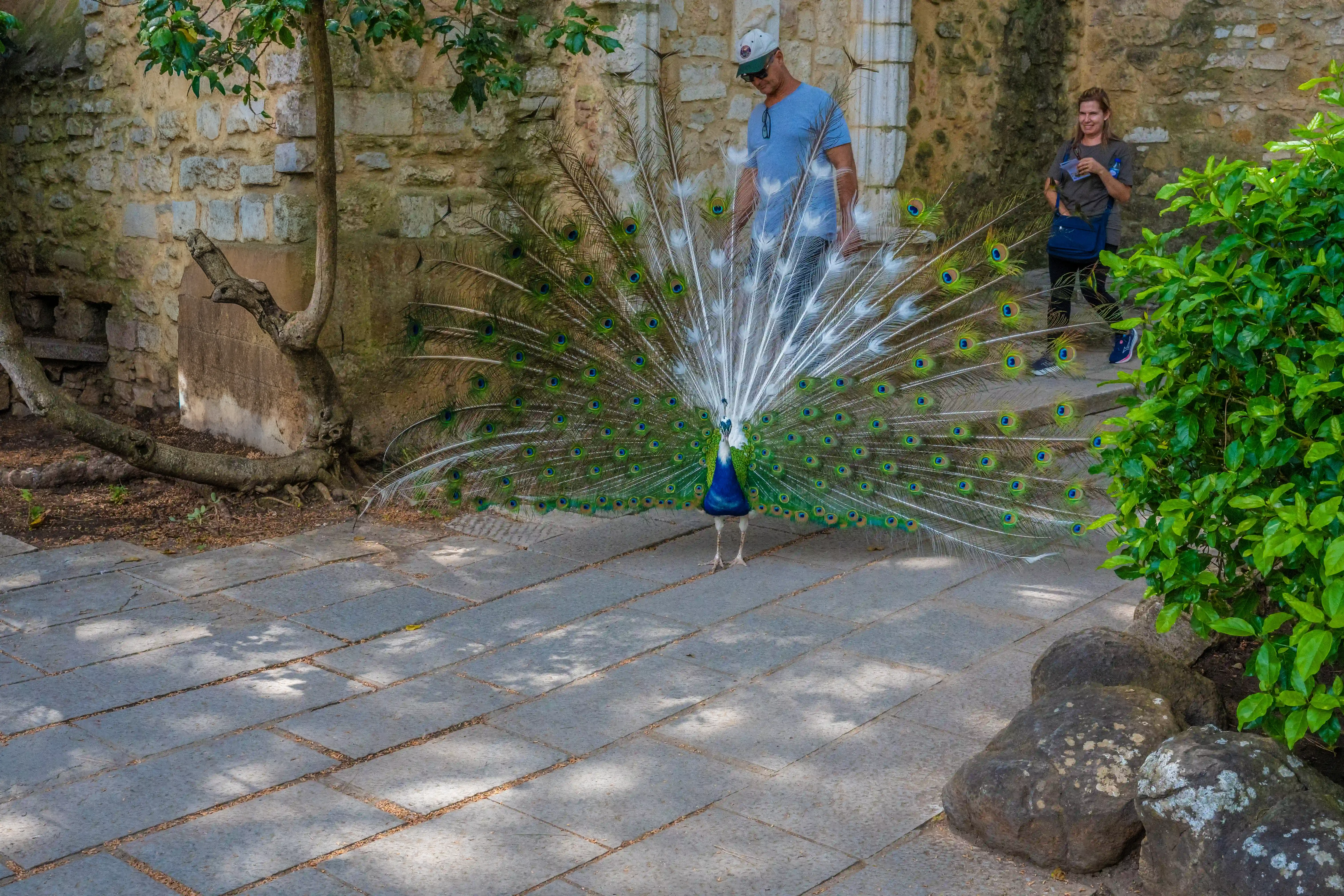 A peacock fans its iridescent tail feathers displaying vibrant green and blue eyespots. Two men and a woman are visible in the background, with one man walking uphill and the other watching the bird. Lush green foliage and a stone wall complete the scene.