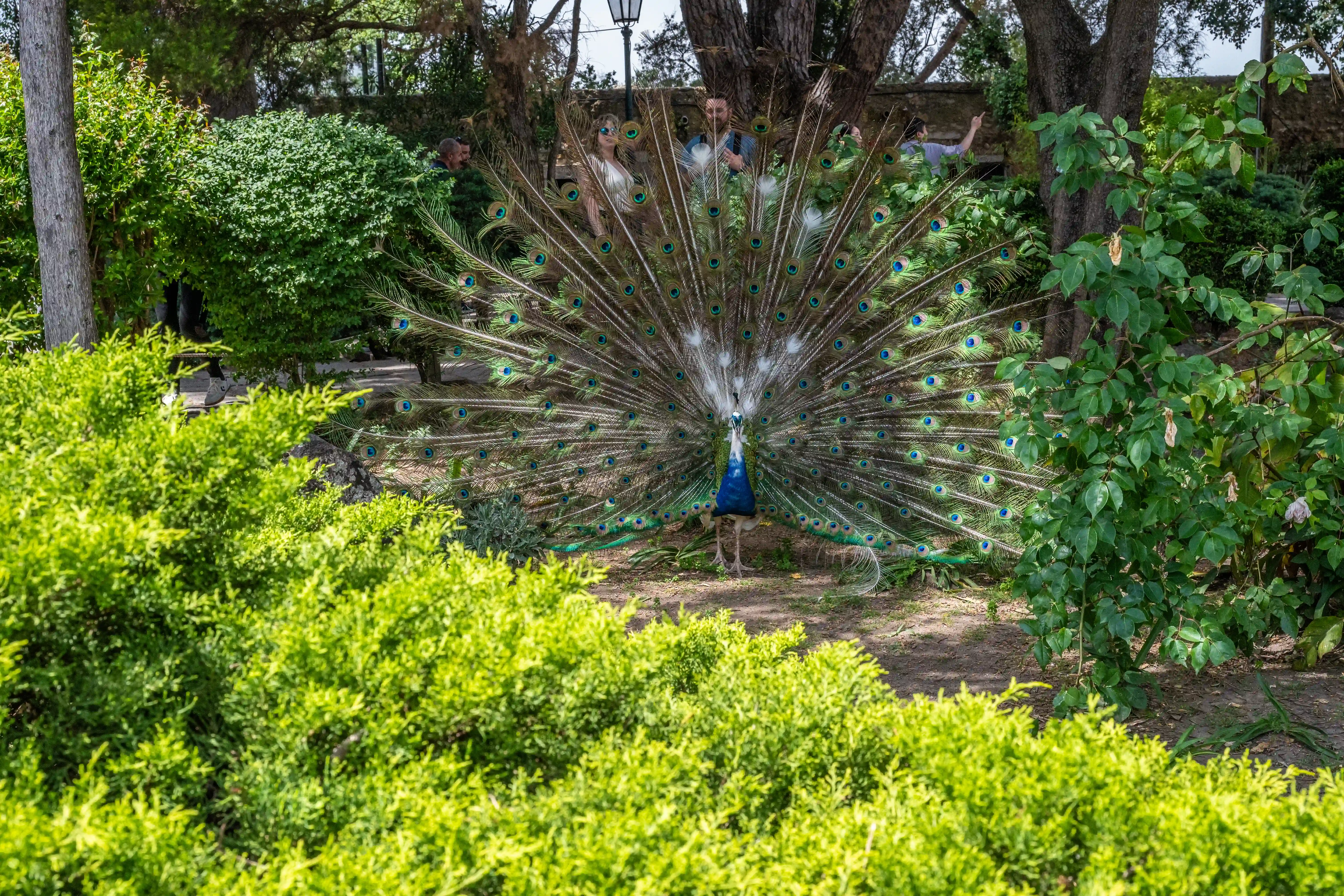 A male peacock stands with its tail feathers fully fanned out, revealing intricate eye-like patterns in blues and greens. The bird is in a garden setting with lush green bushes in the foreground and trees in the background. Several people are visible in the background behind the peacock's display.