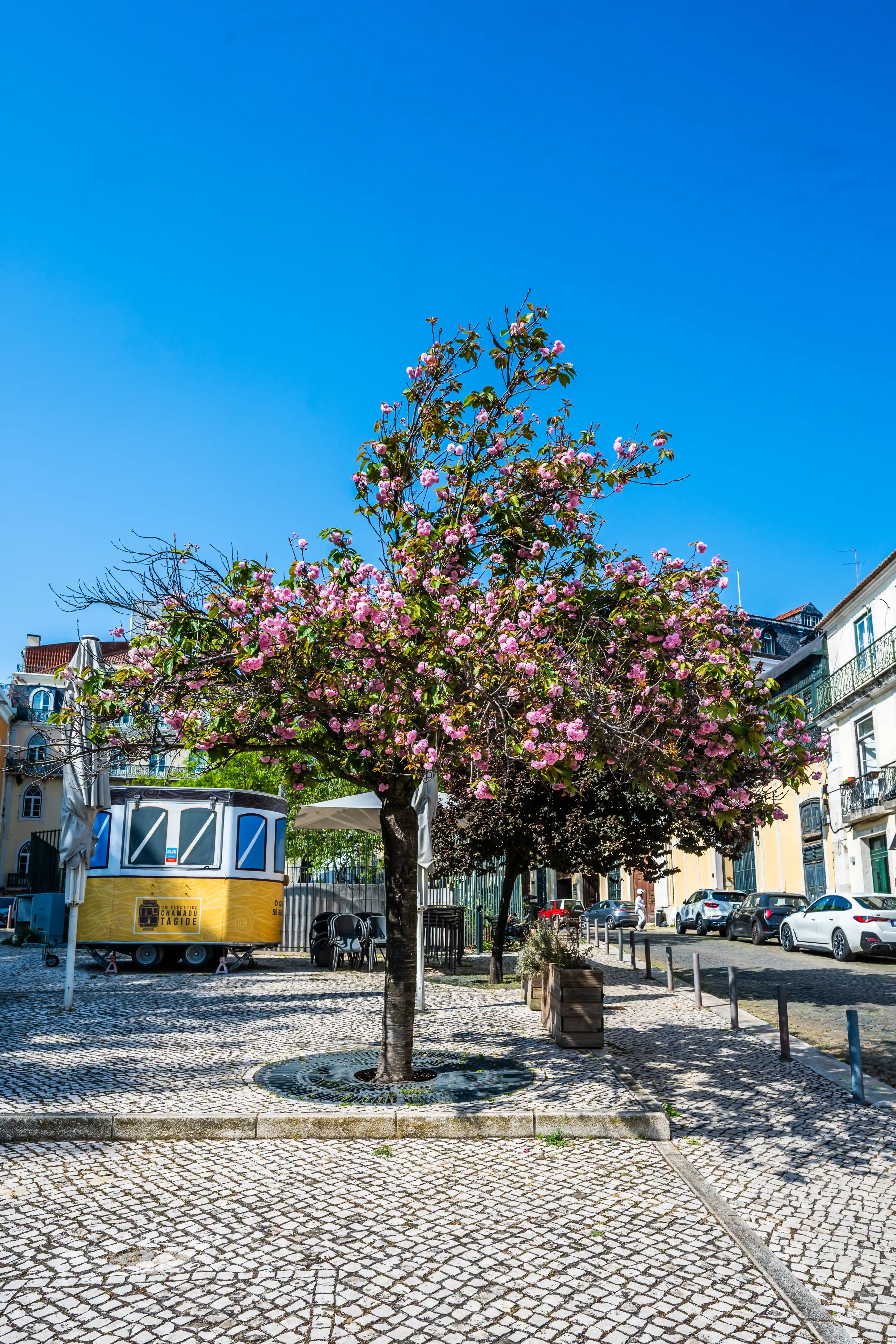 A blooming pink cherry blossom tree stands in the centre of a cobblestone street in Lisbon, with traditional buildings and parked cars in the background.