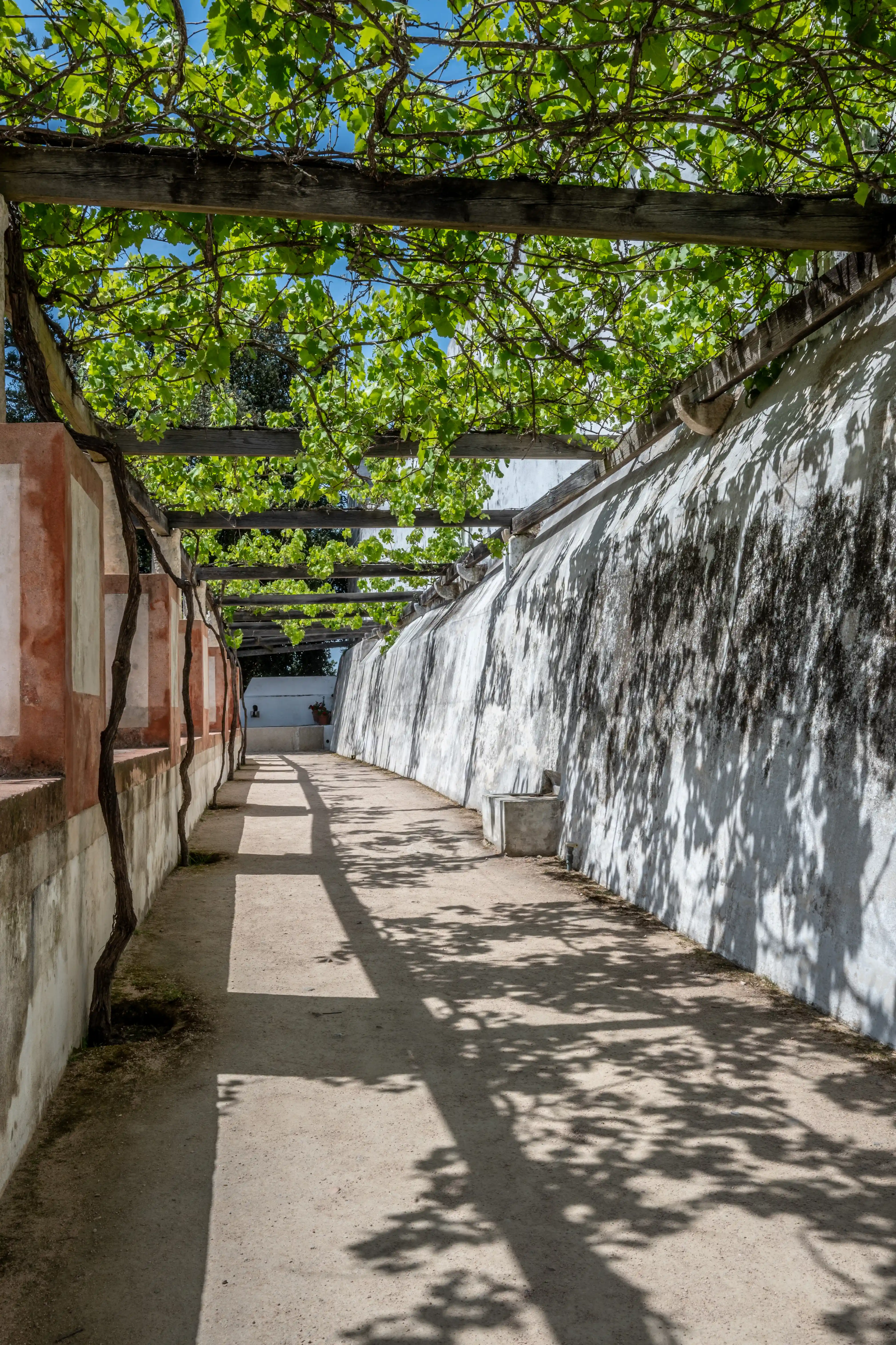 A curved pathway with sandy ground, shaded by a vine-covered wooden pergola. A white, textured wall with dark patches is on the right, and a lower wall with peach-coloured sections is on the left. Sunlight casts dappled shadows from the leaves onto the path and wall.
