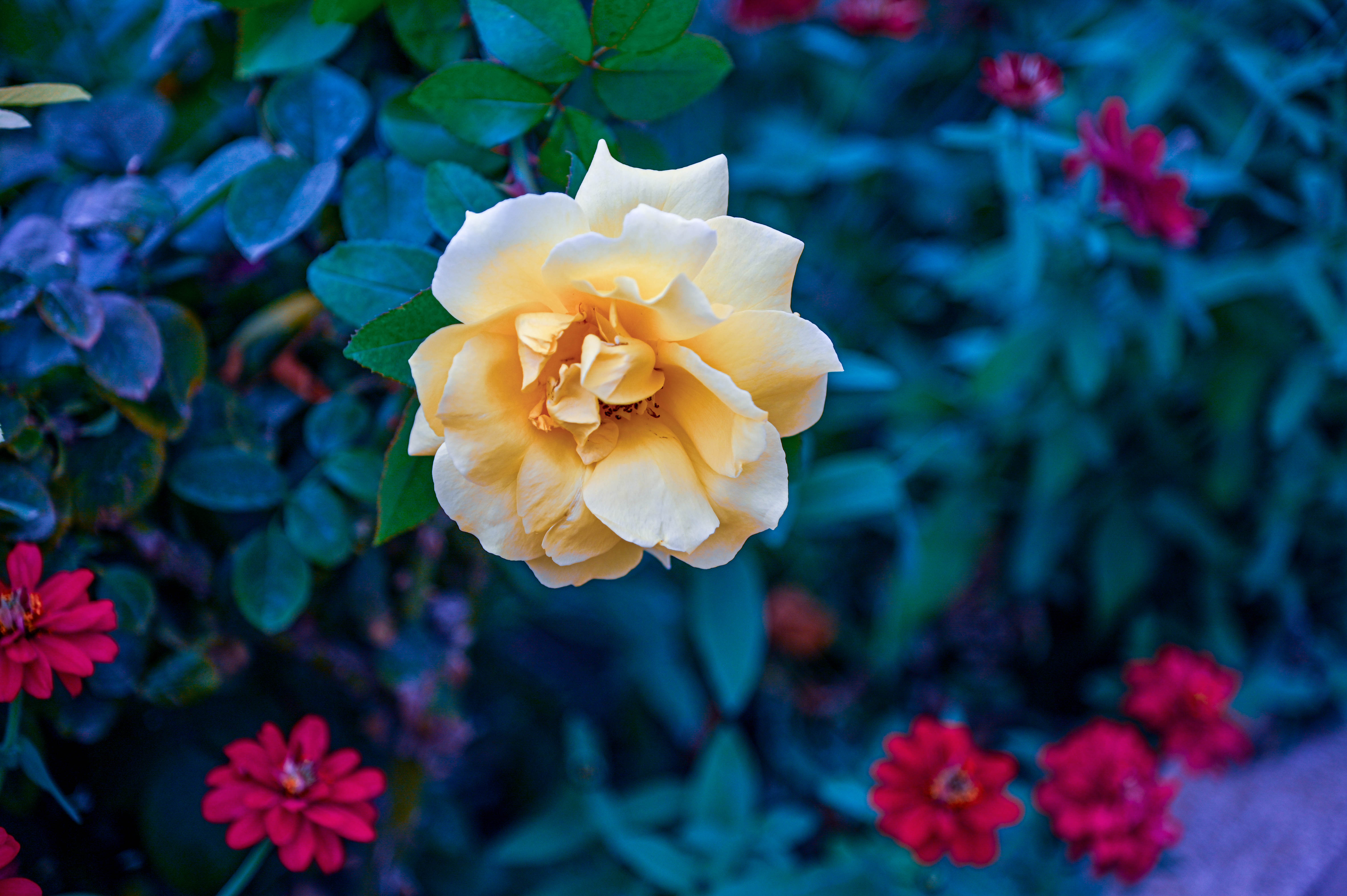 pale yellow rose with creamy white petals