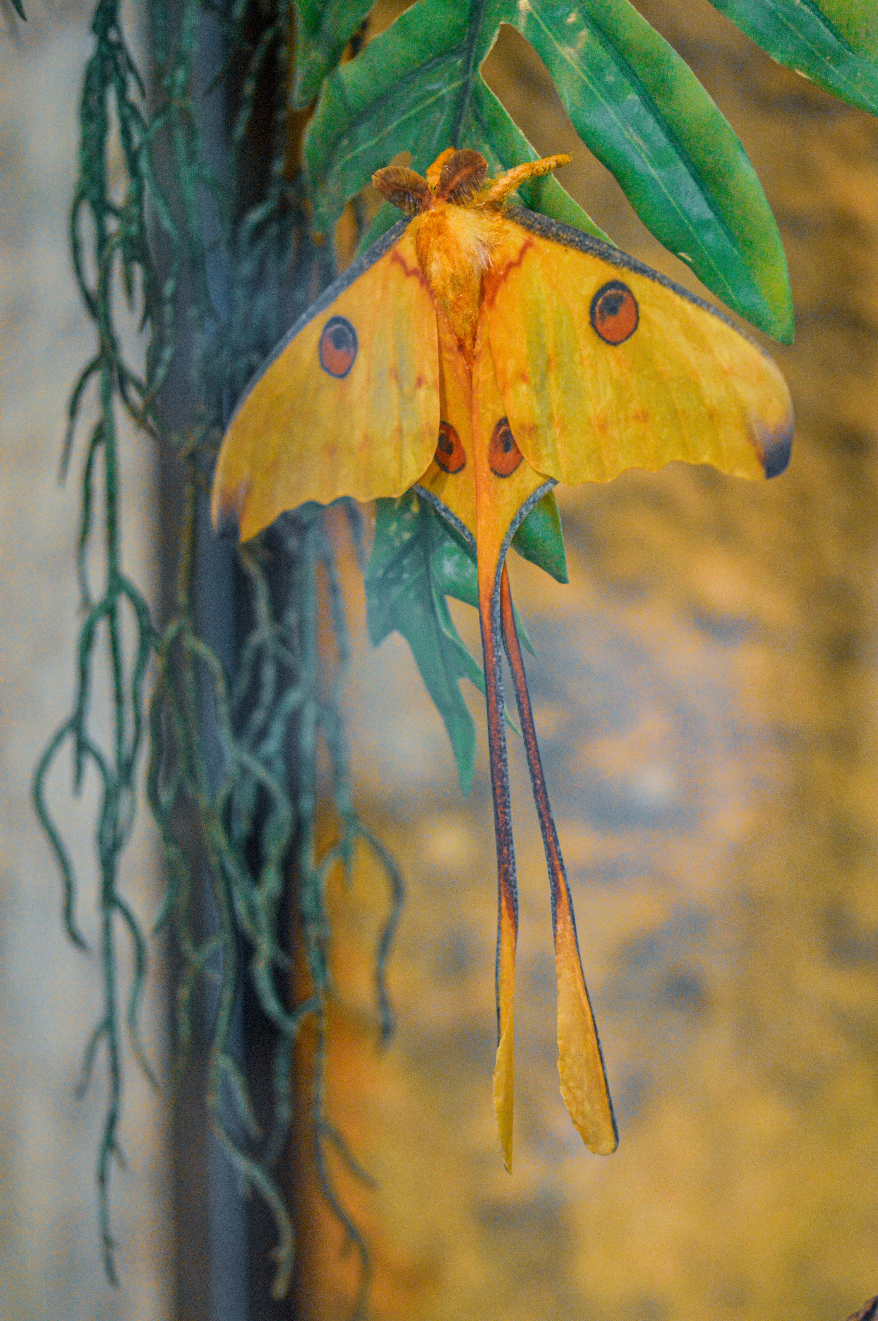 Moon moth