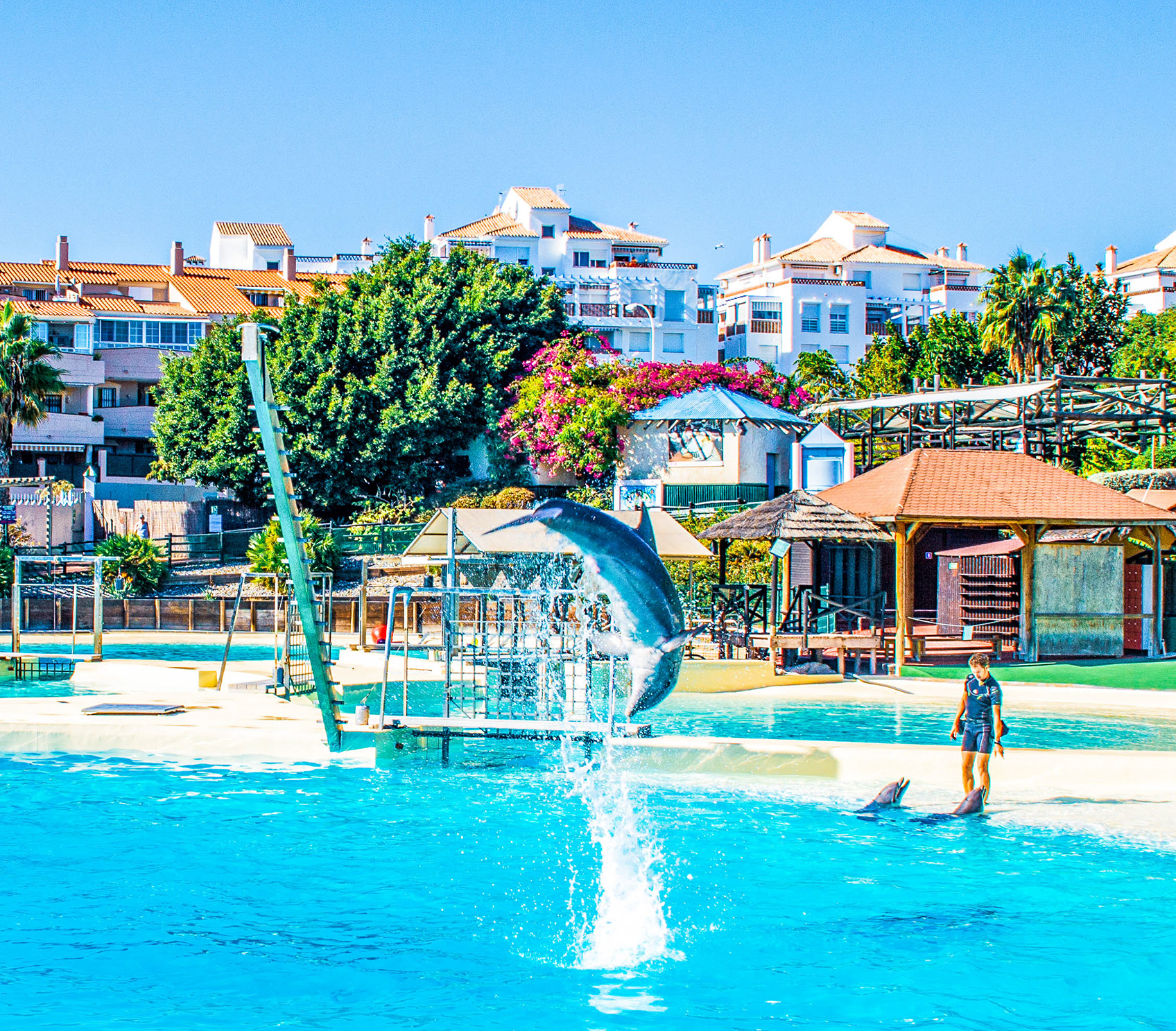A dolphin is seen leaping out of the bright blue water