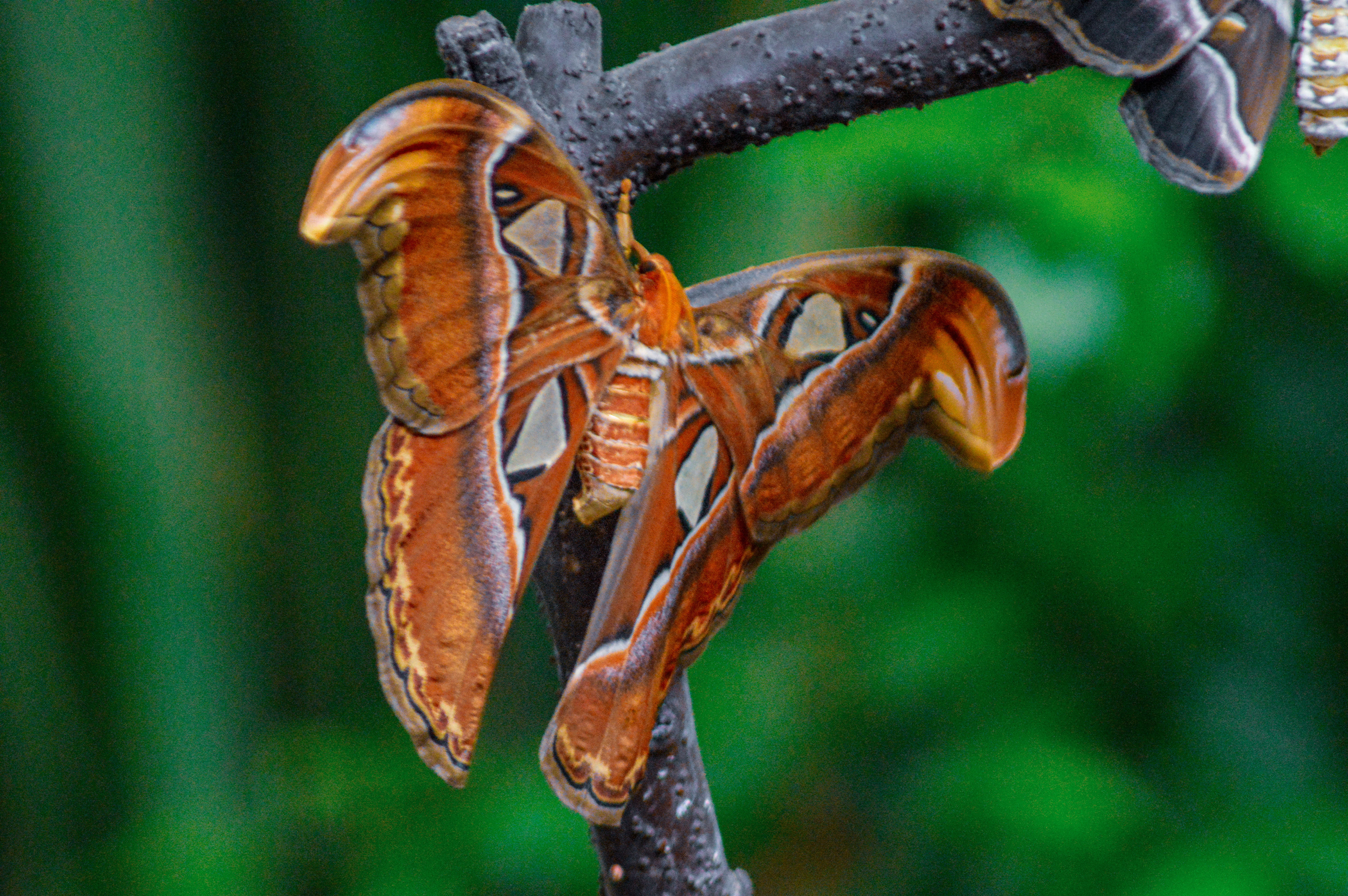 Atlas moth