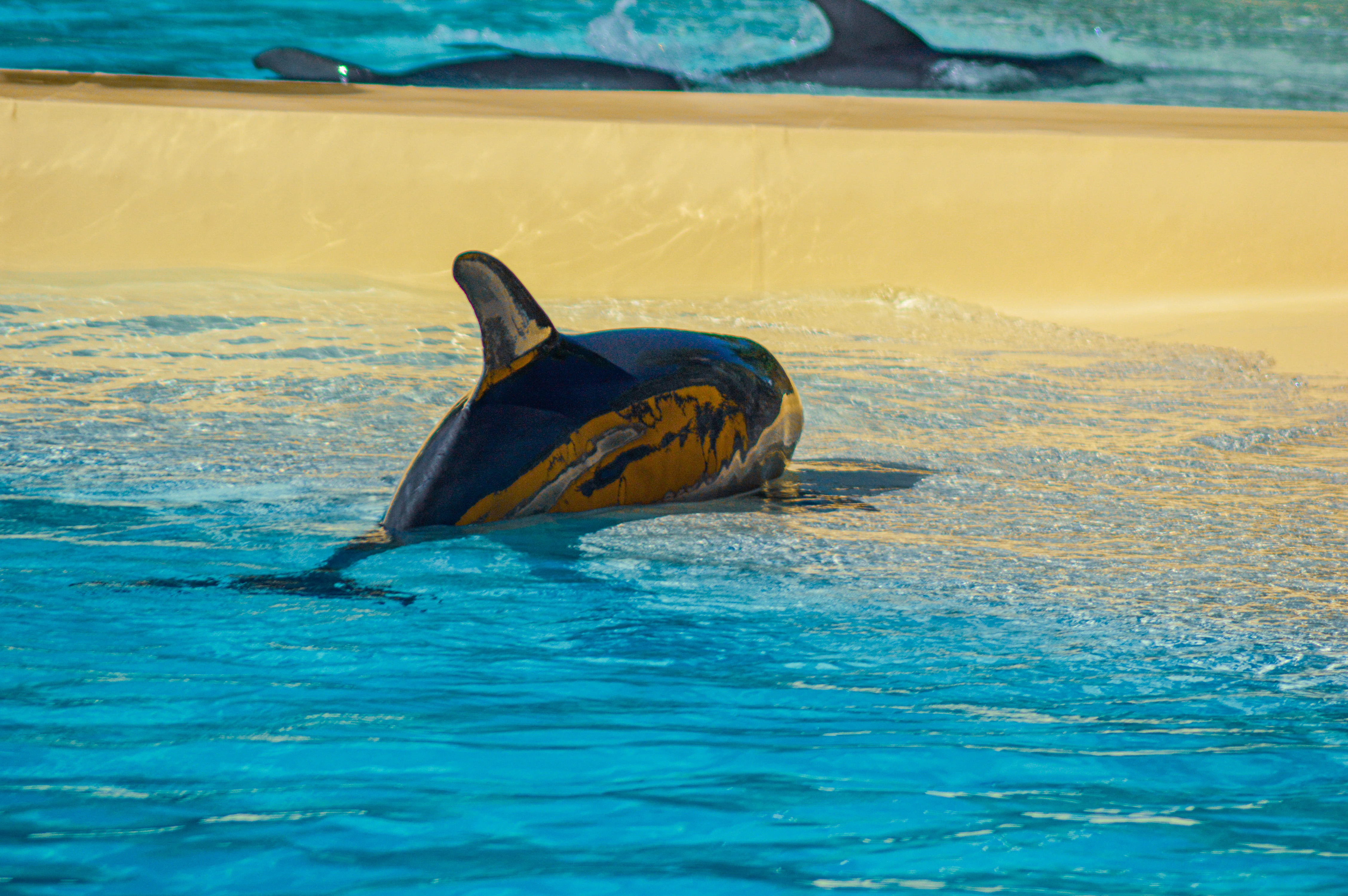 a dolphin swimming in a pool