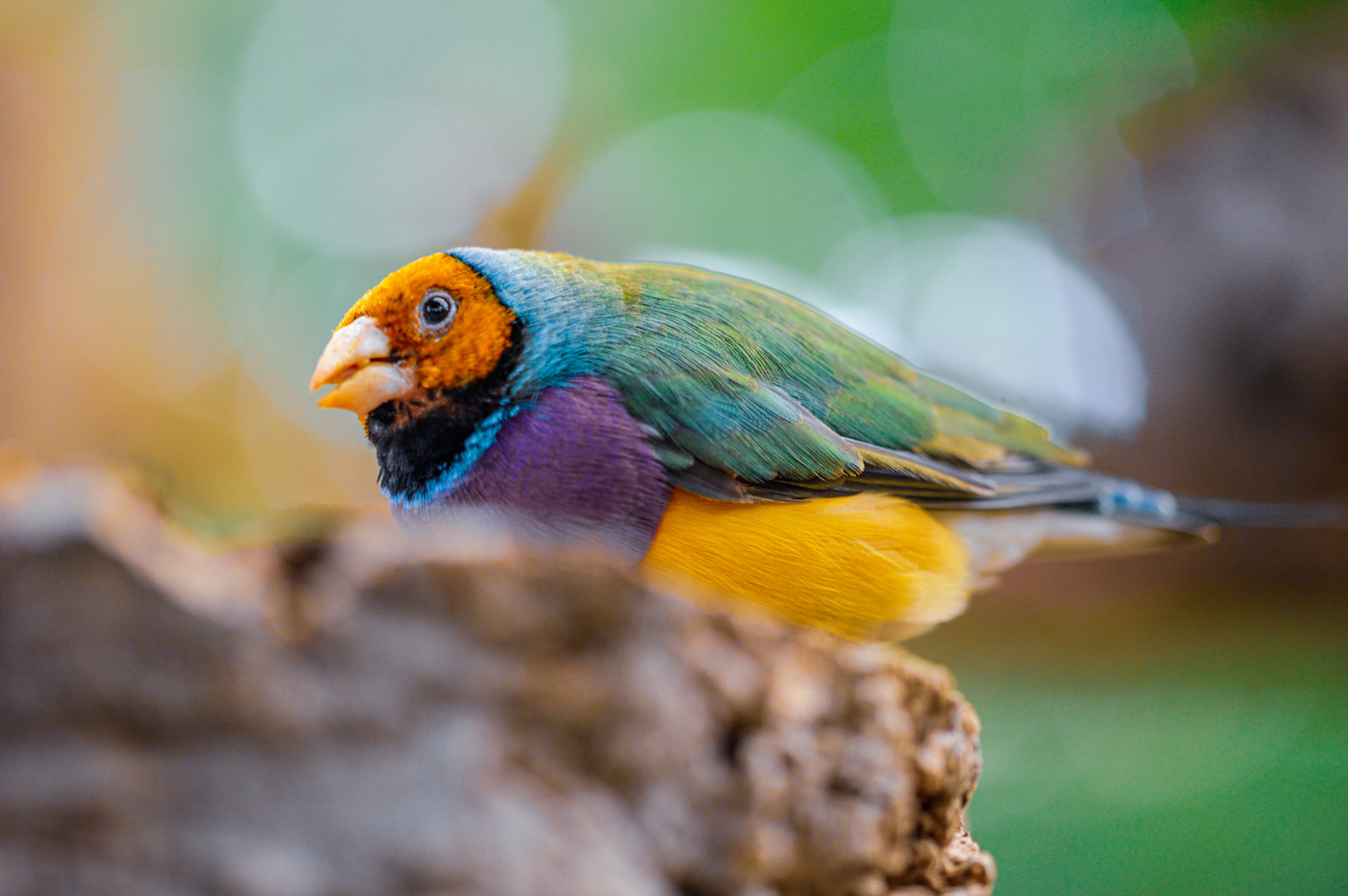 Gouldian Finch