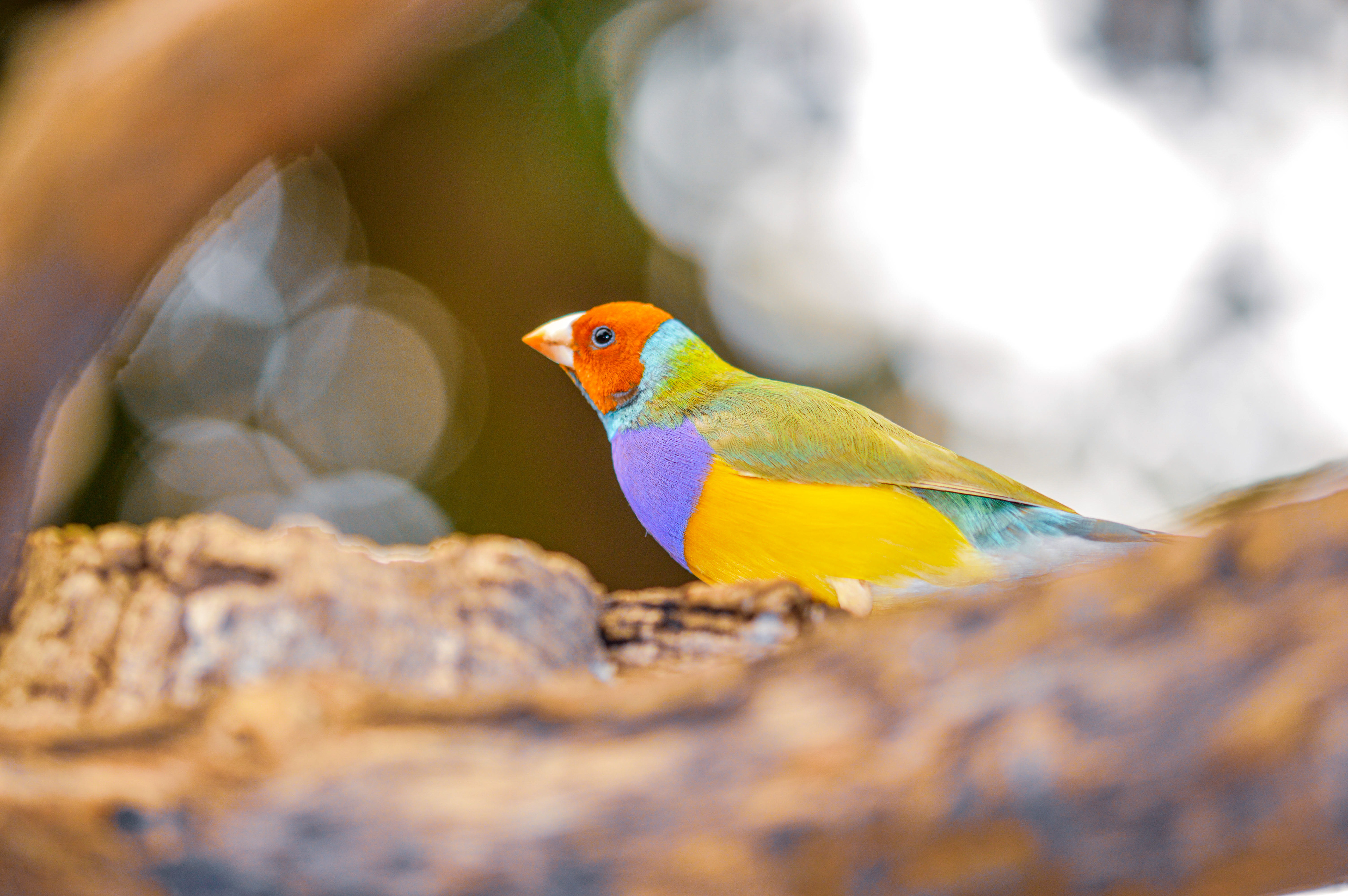 Gouldian Finch